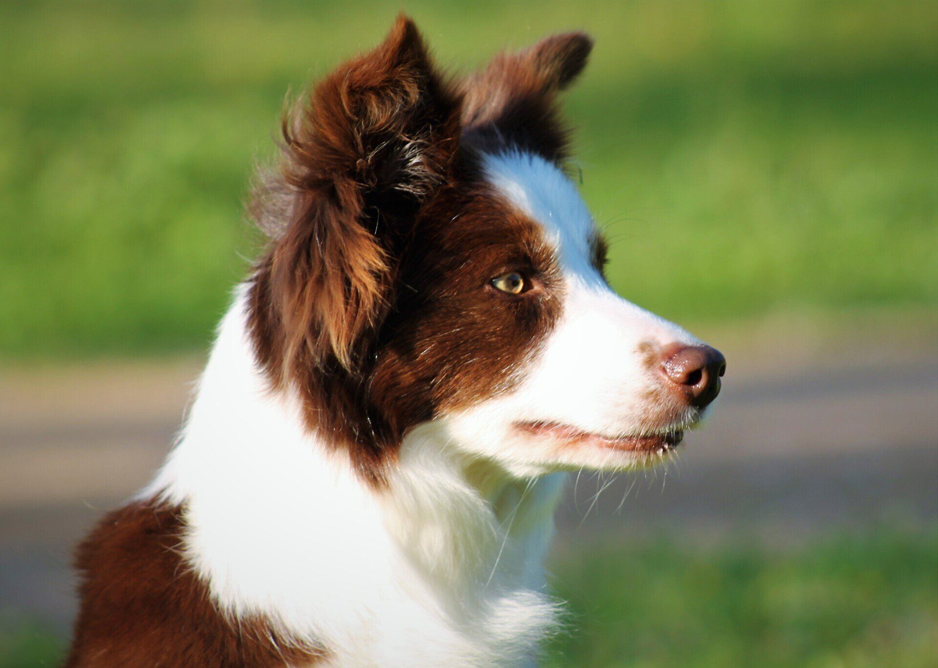 Perro Border Collie de Belda