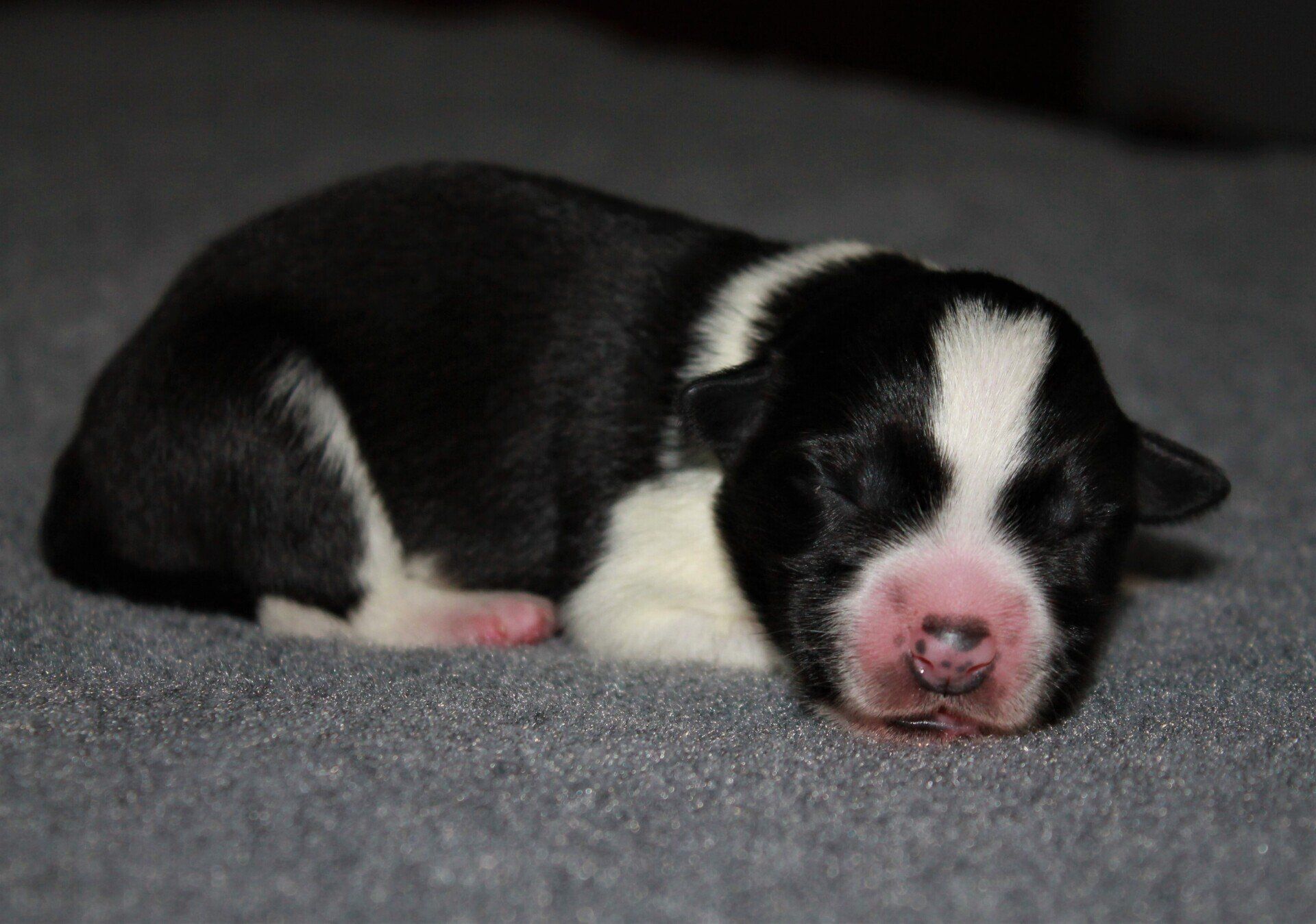 Perro Border Collie de Belda