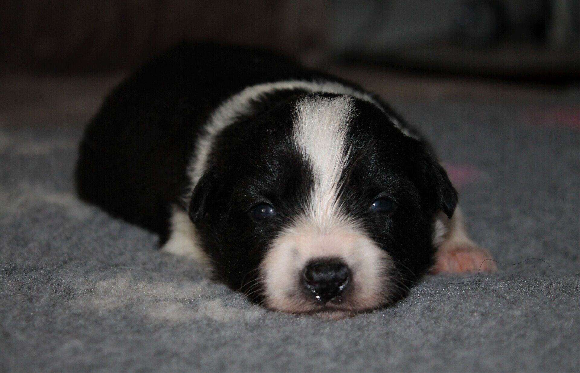 Perro Border Collie de Belda