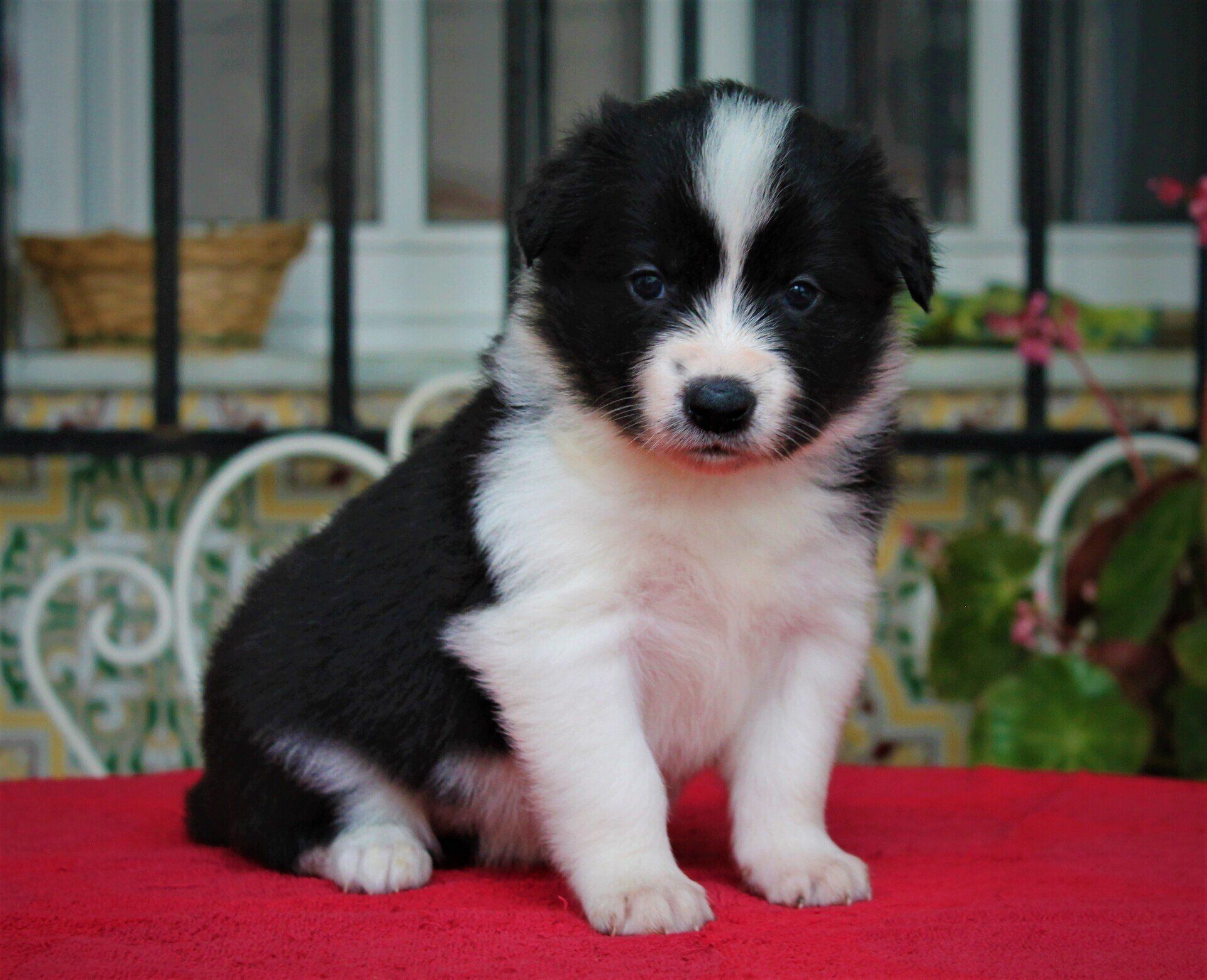 Perro Border Collie de Belda