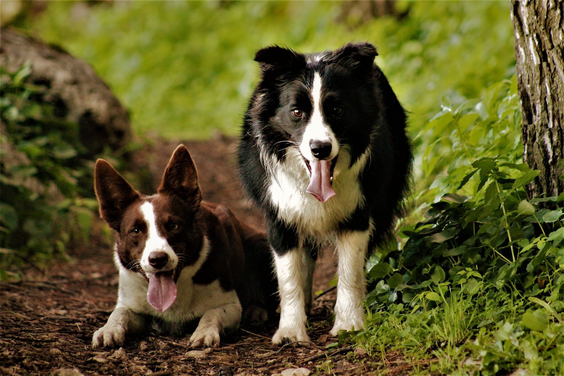 Perro Border Collie de Belda