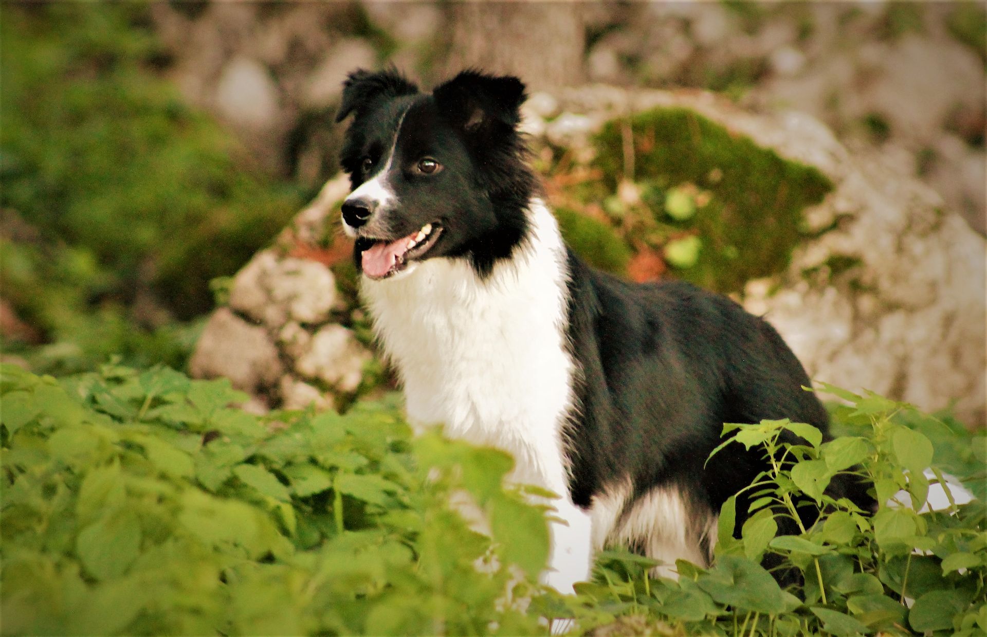 Perro Border Collie de Belda