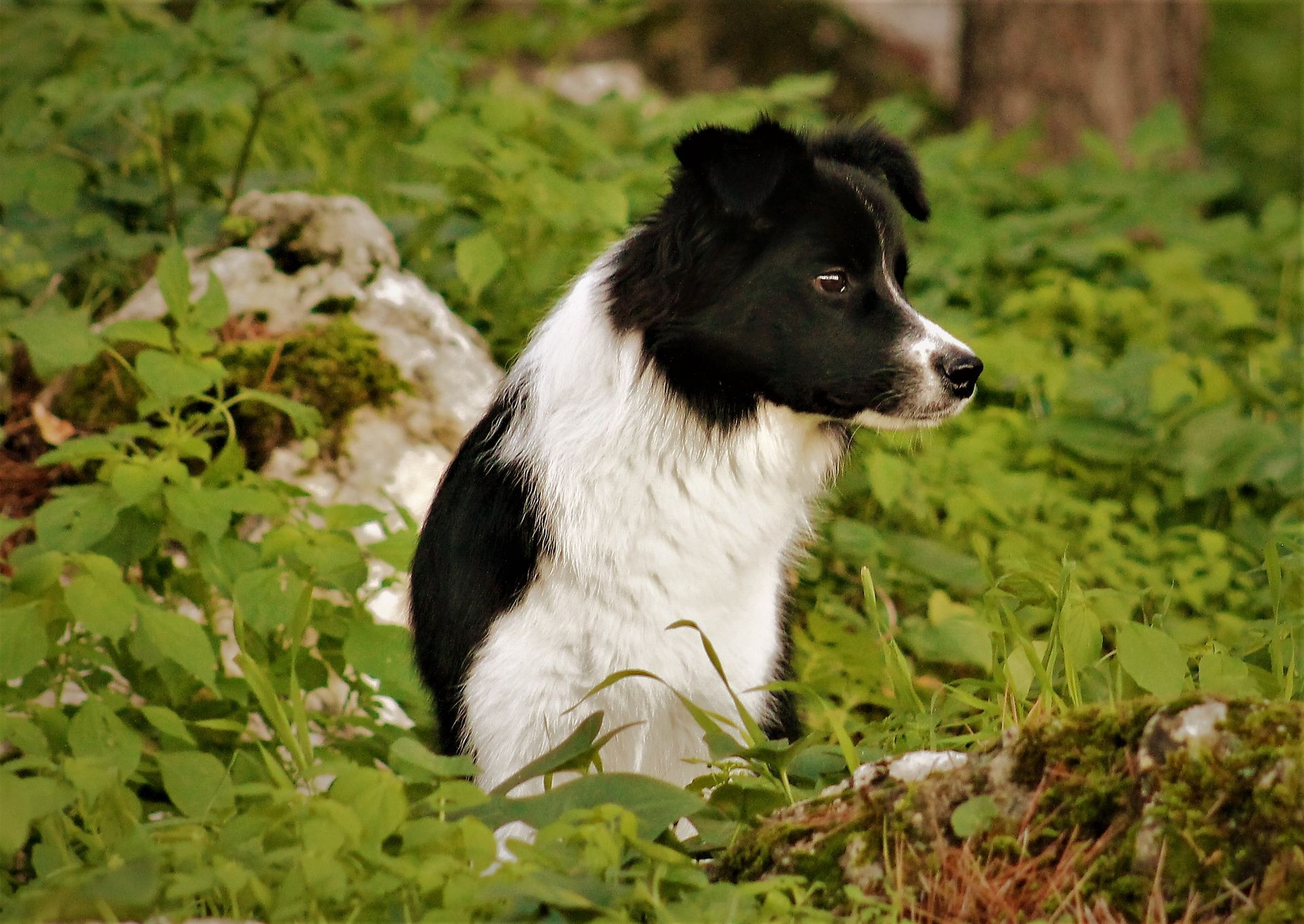 Perro Border Collie de Belda