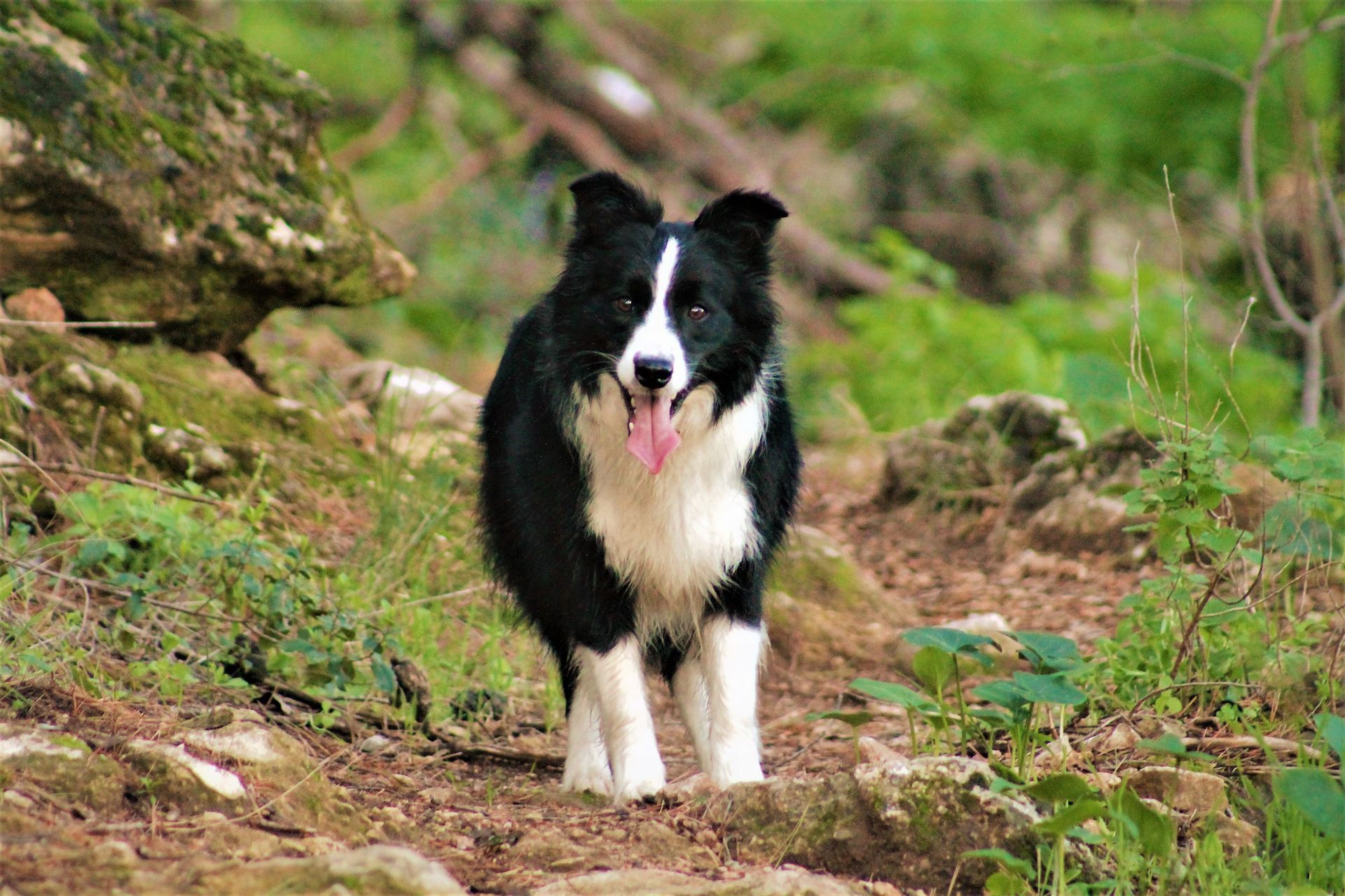 Perro Border Collie de Belda