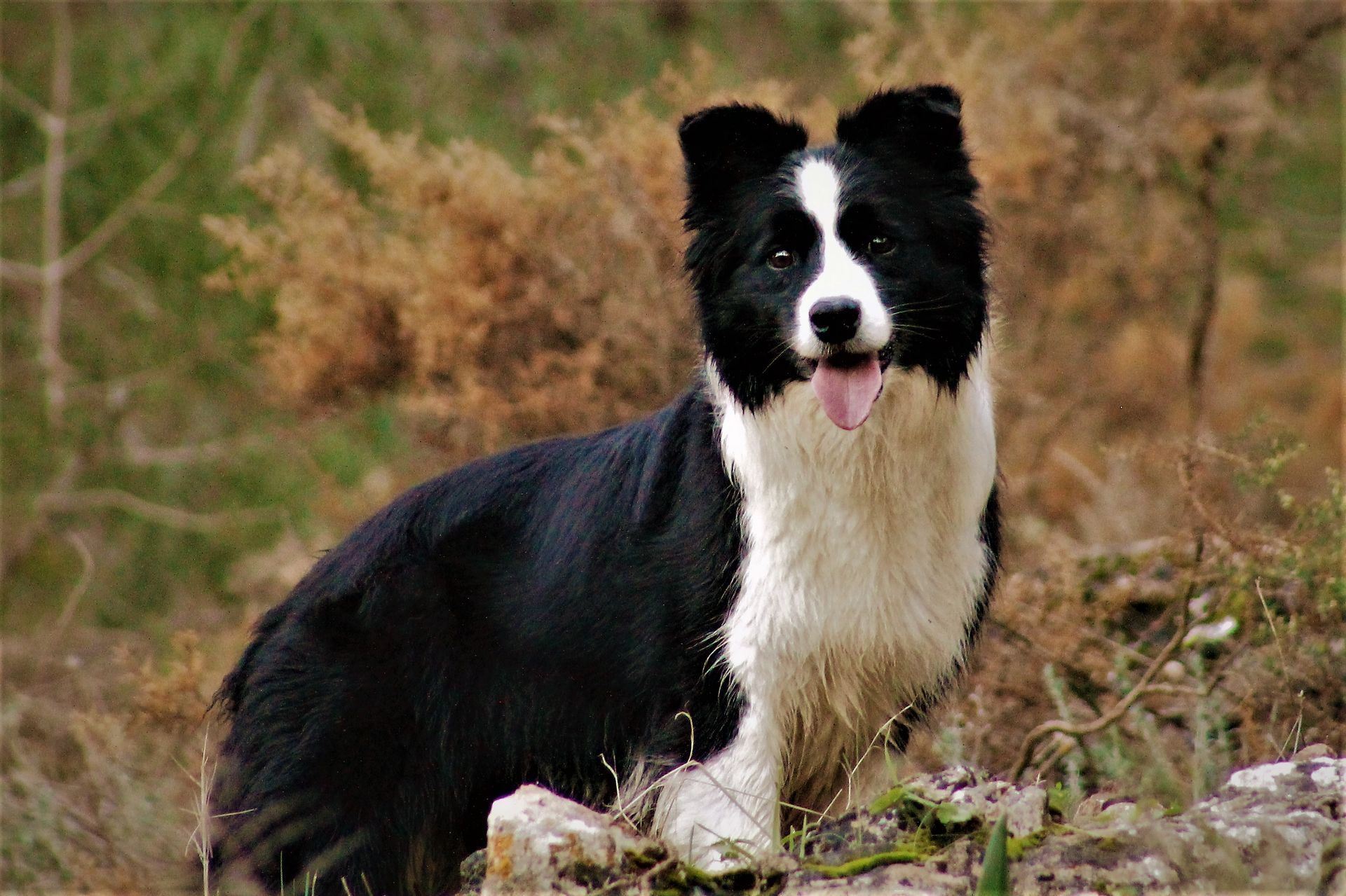 Perro Border Collie de Belda