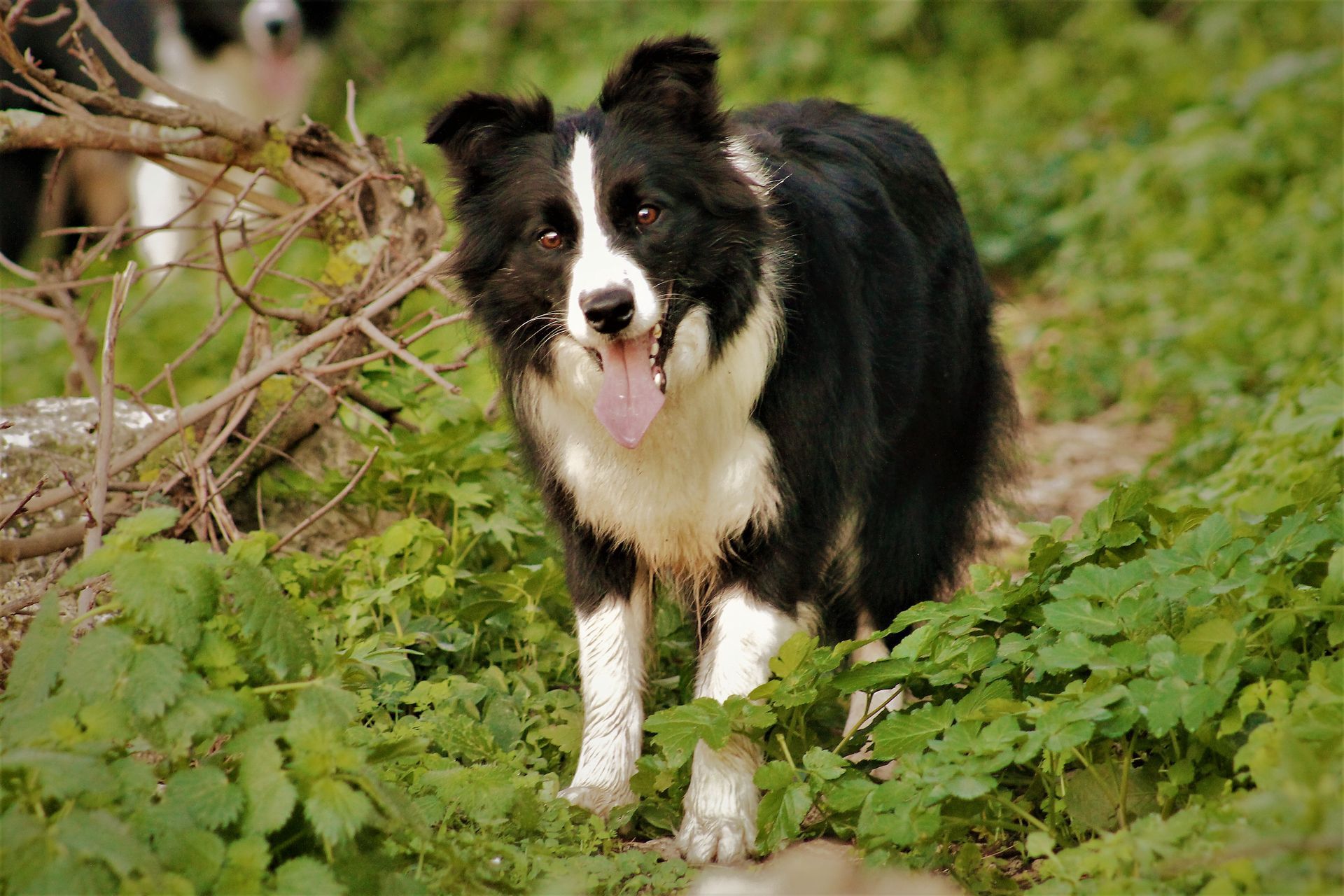 Perro Border Collie de Belda