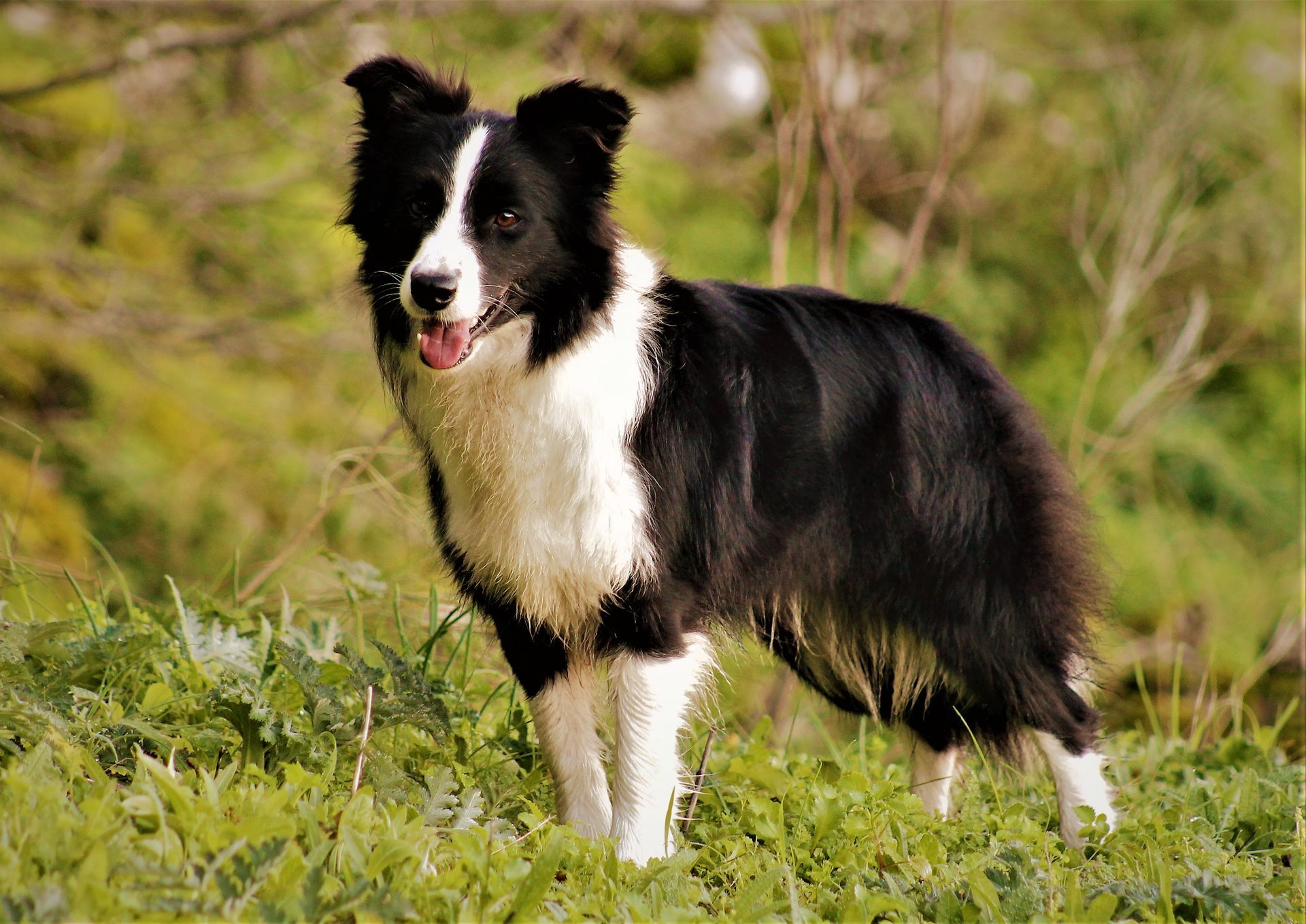 Perro Border Collie de Belda