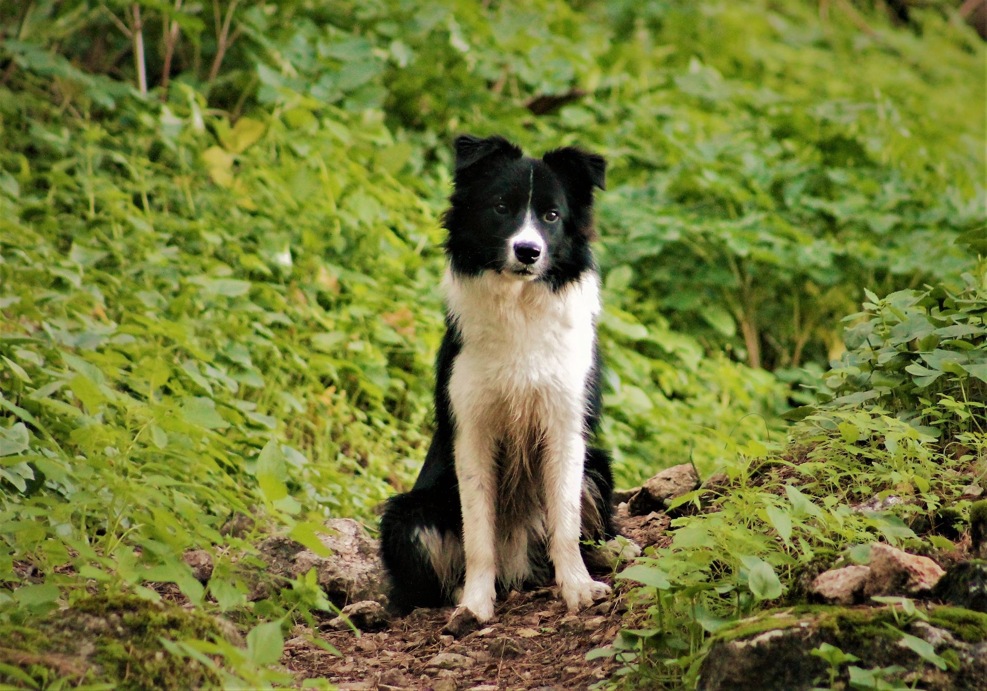 Perro Border Collie de Belda