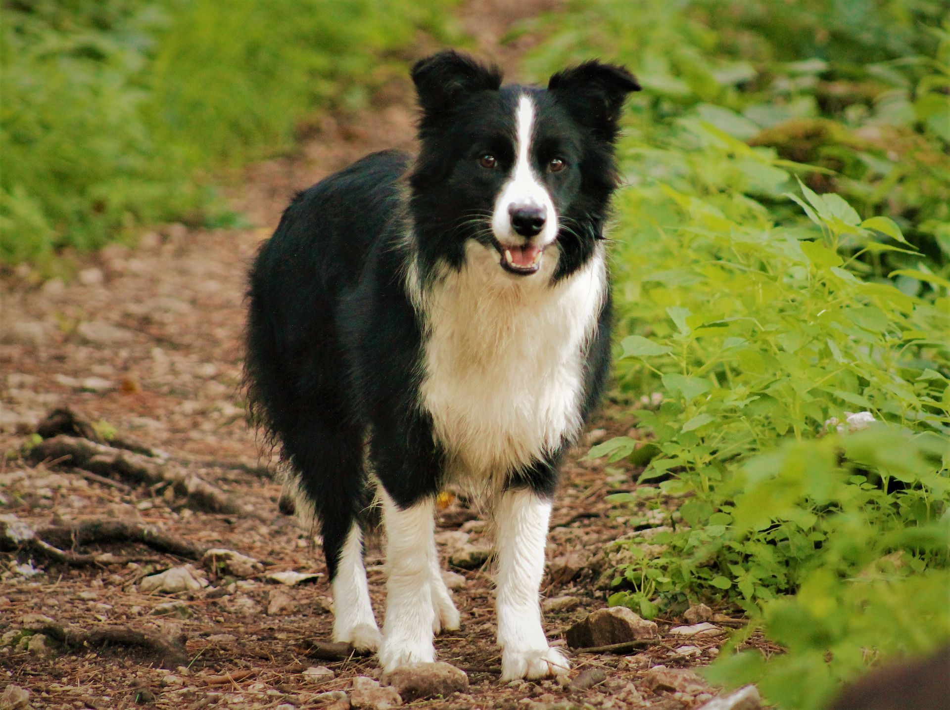 Perro Border Collie de Belda