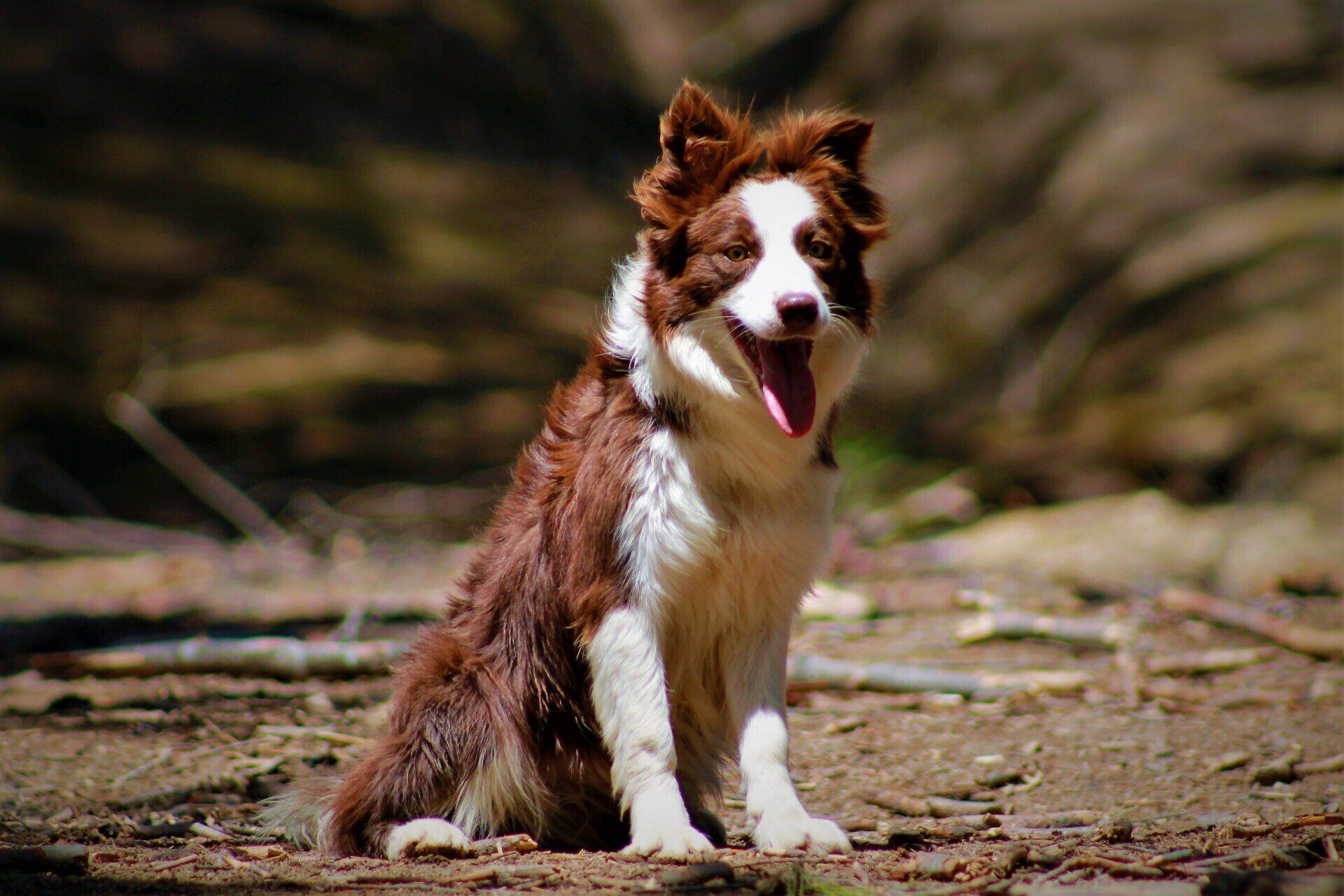 Perro Border Collie de Belda
