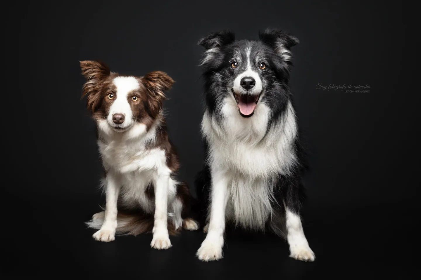 Perro Border Collie de Belda
