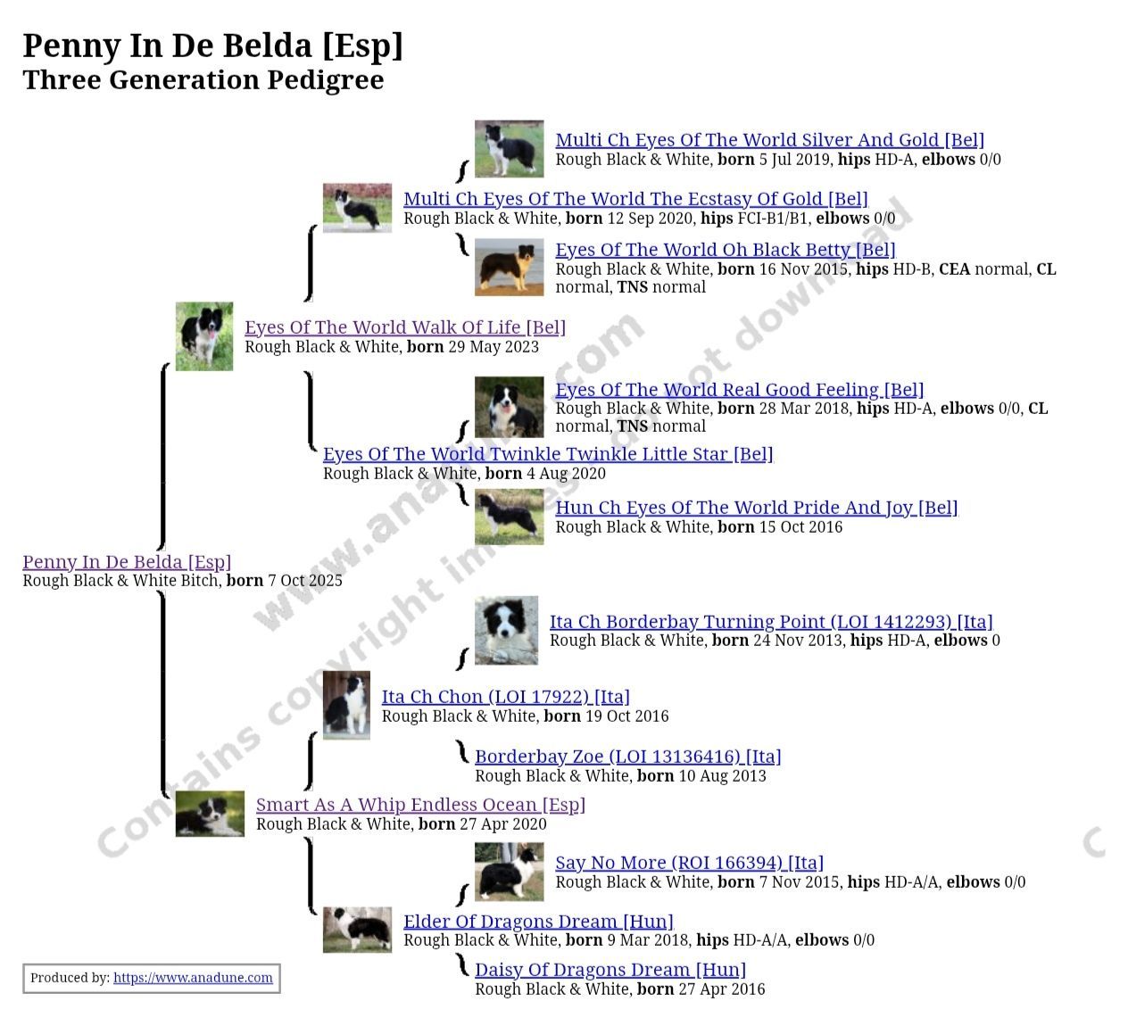 Perro Border Collie de Belda