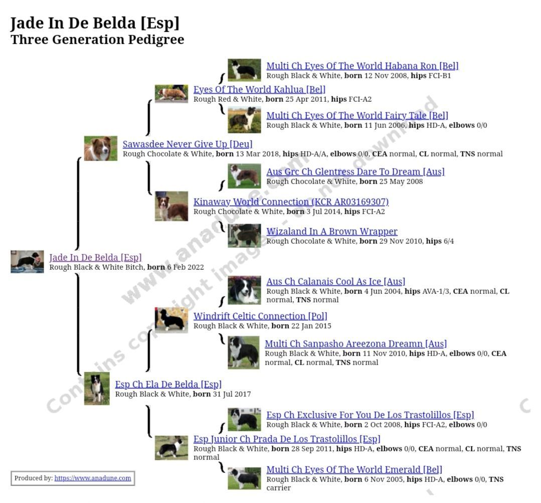 Perro Border Collie de Belda