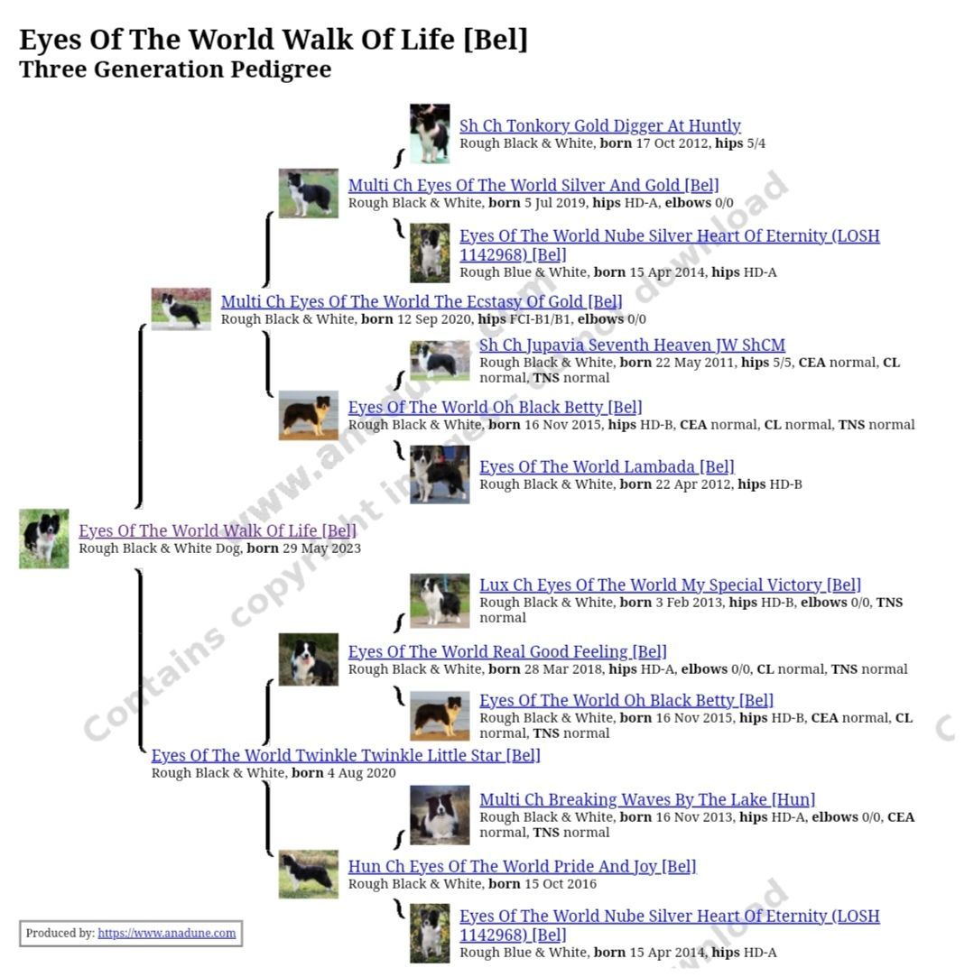 Perro Border Collie de Belda