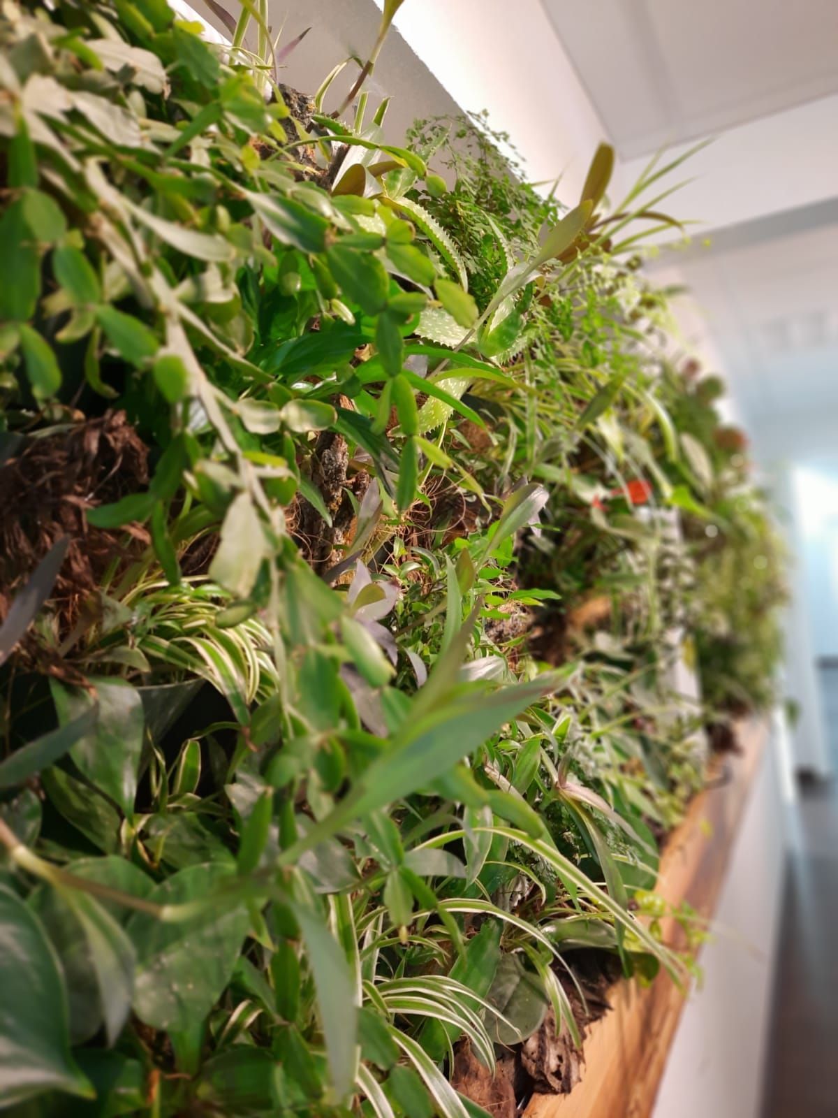 Wir legen wert auf Natur. Pflanzenwand in der Praxis.