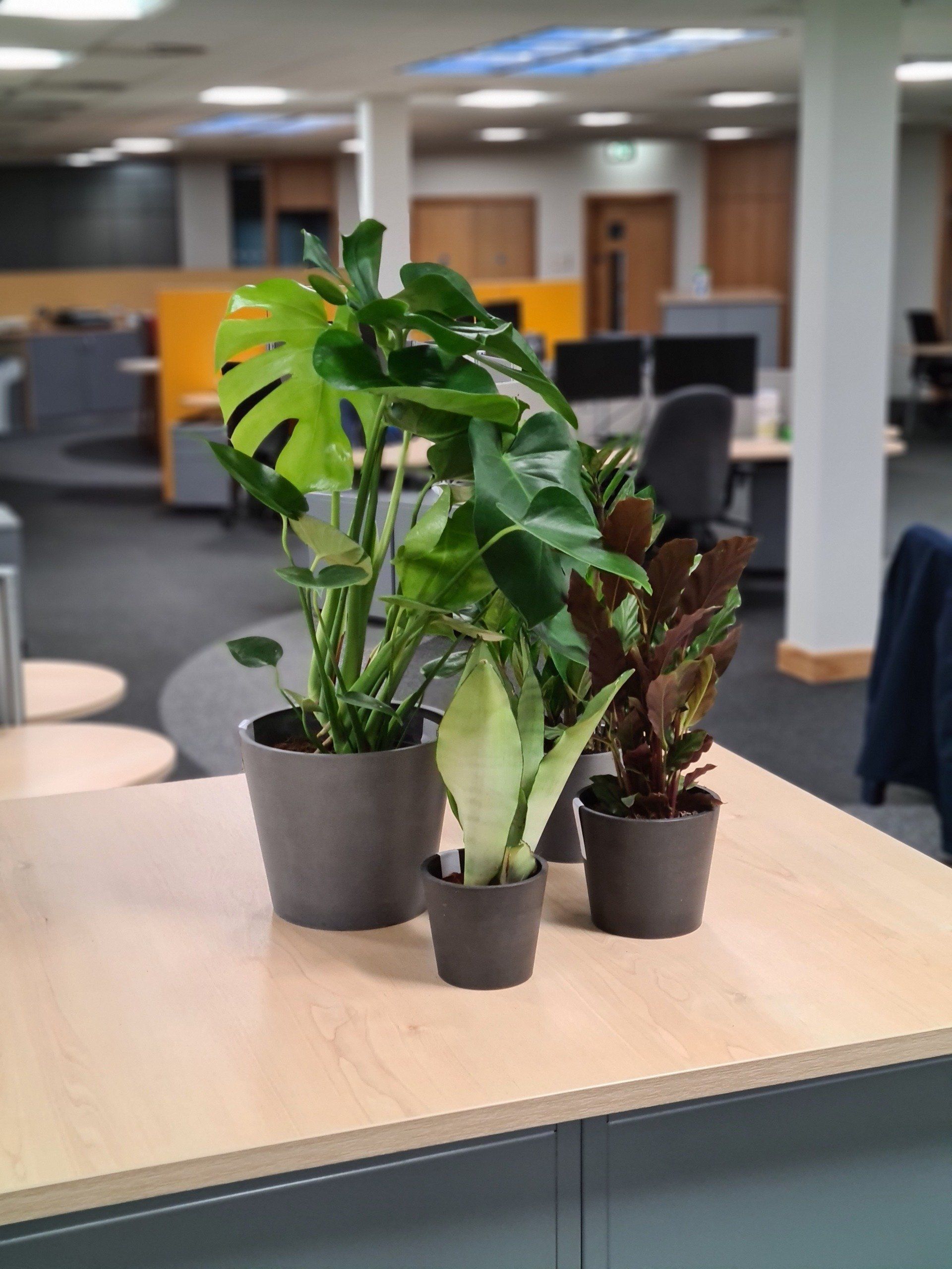 Plants for your Workspace