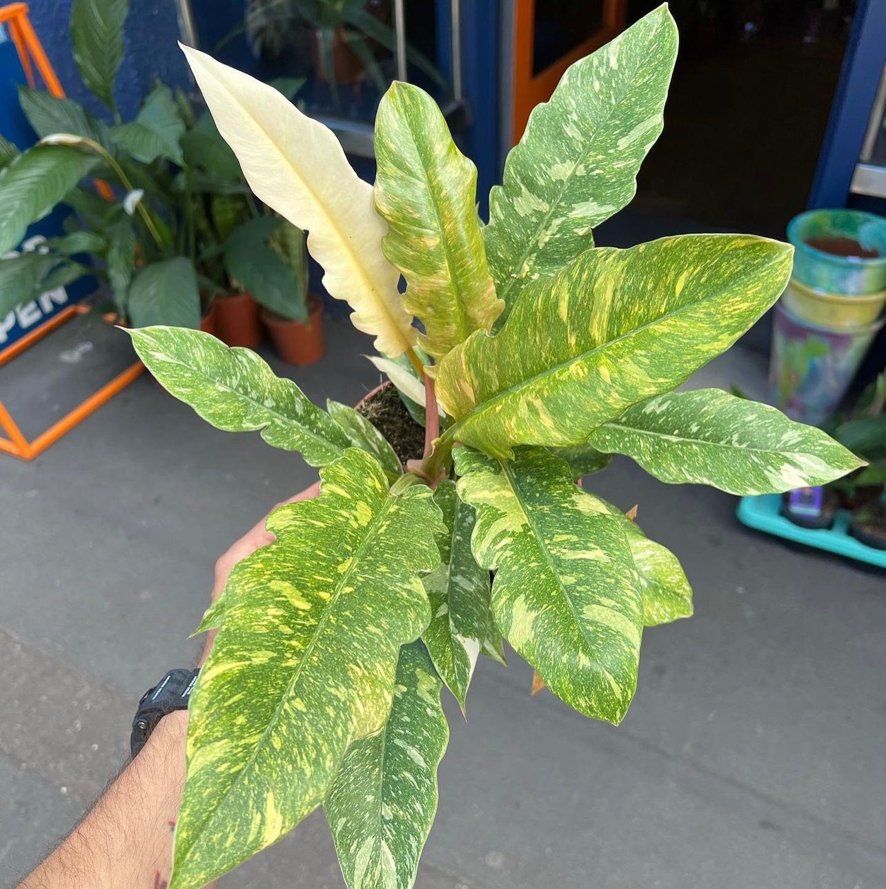 Philodendron Ring of Fire