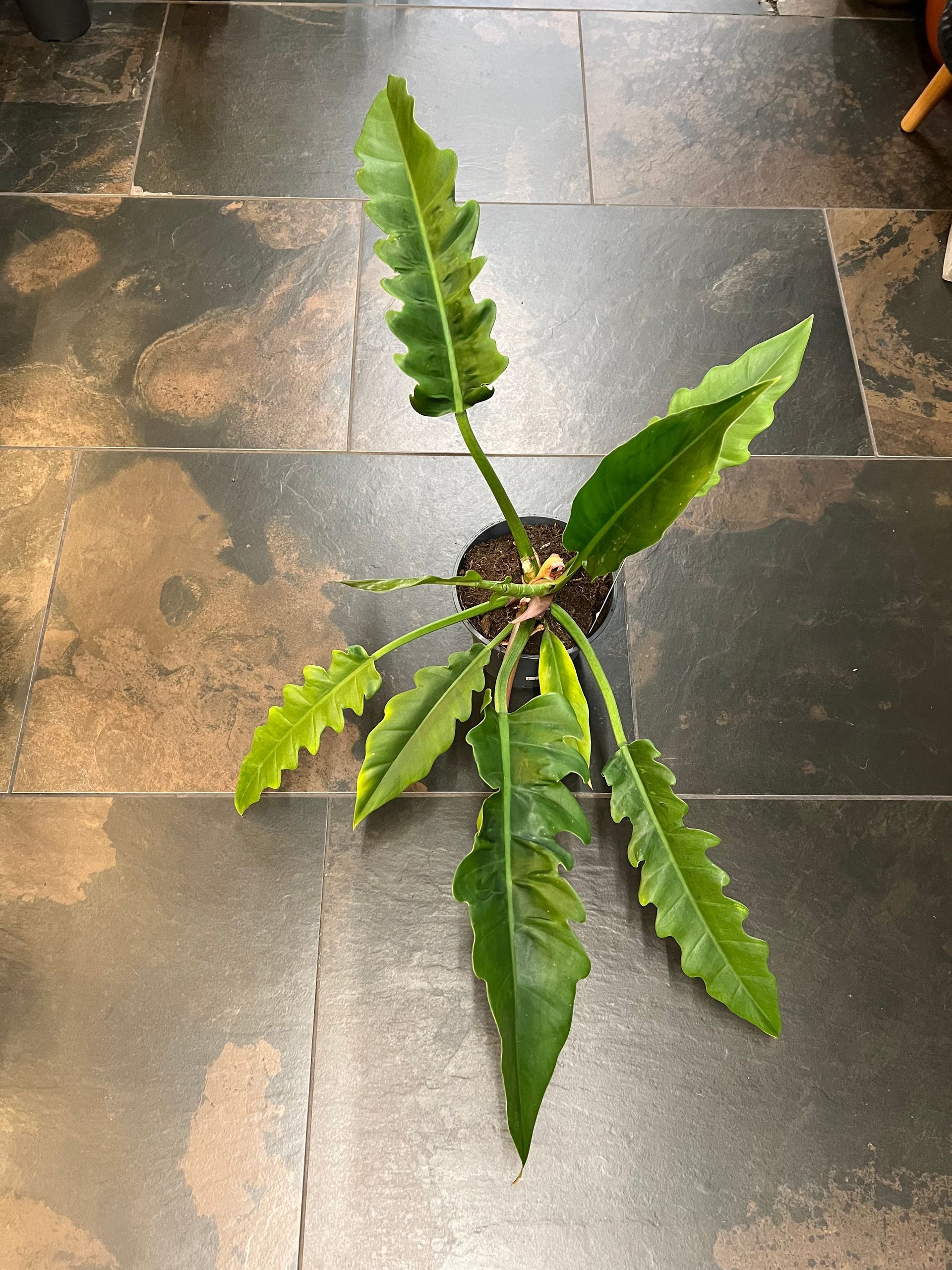 Philodendron Narrow Escape