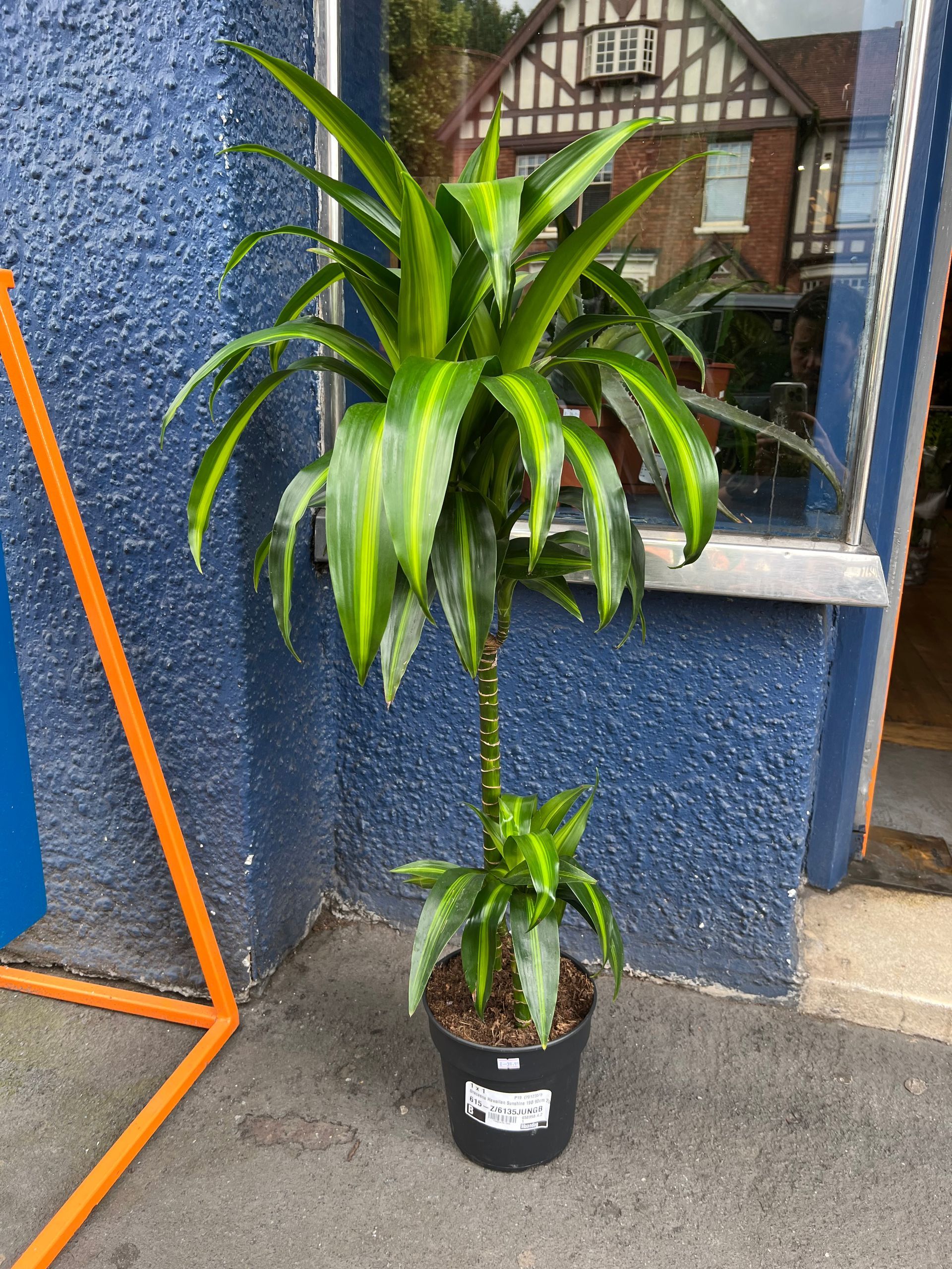 Dracaena Dorado
