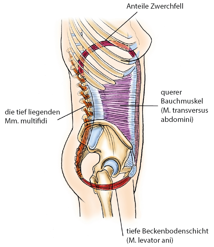 Rumpf, Core-Kraft, Lendenwirbelsäule, Zwerchfell, Bauchmuskel, Blase, Sabine Irmer, Urotherapie