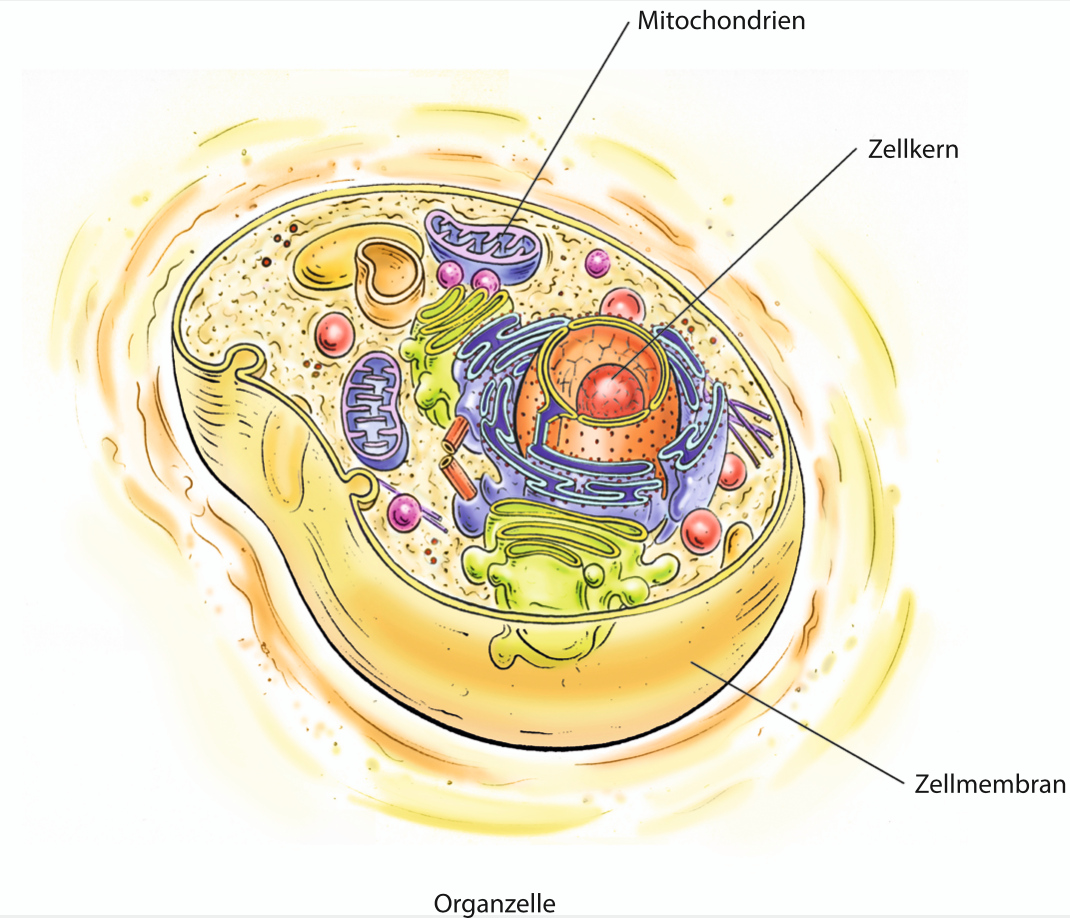 Grafik einer Organzelle, Mitochondrien, Zellkern, Zellmembran, Urotherapie