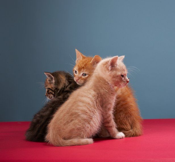 Drei kleine Kätzchen kuscheln miteinander