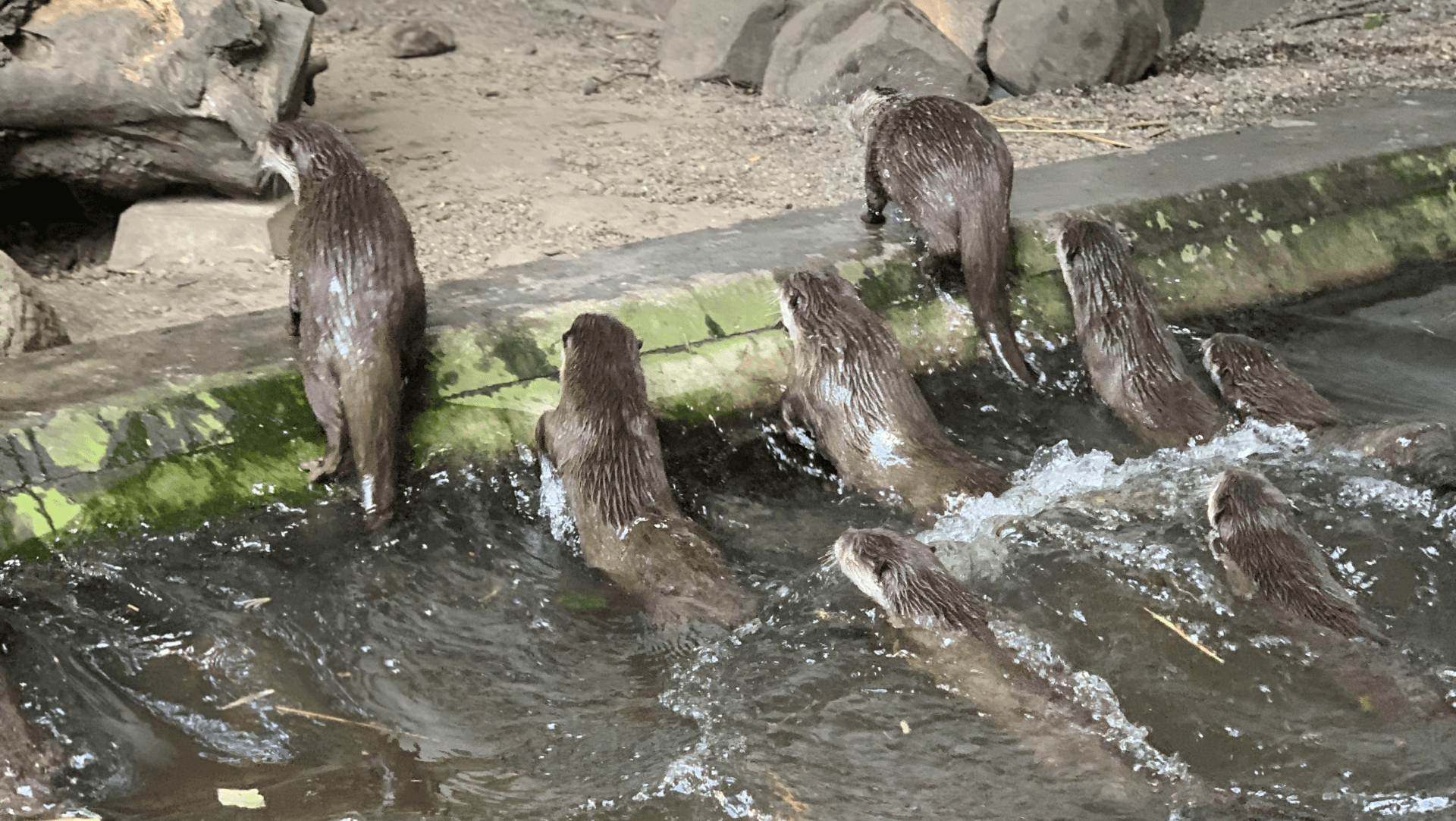 Eine Gruppe Otter verlässt ein Wasserbecken.