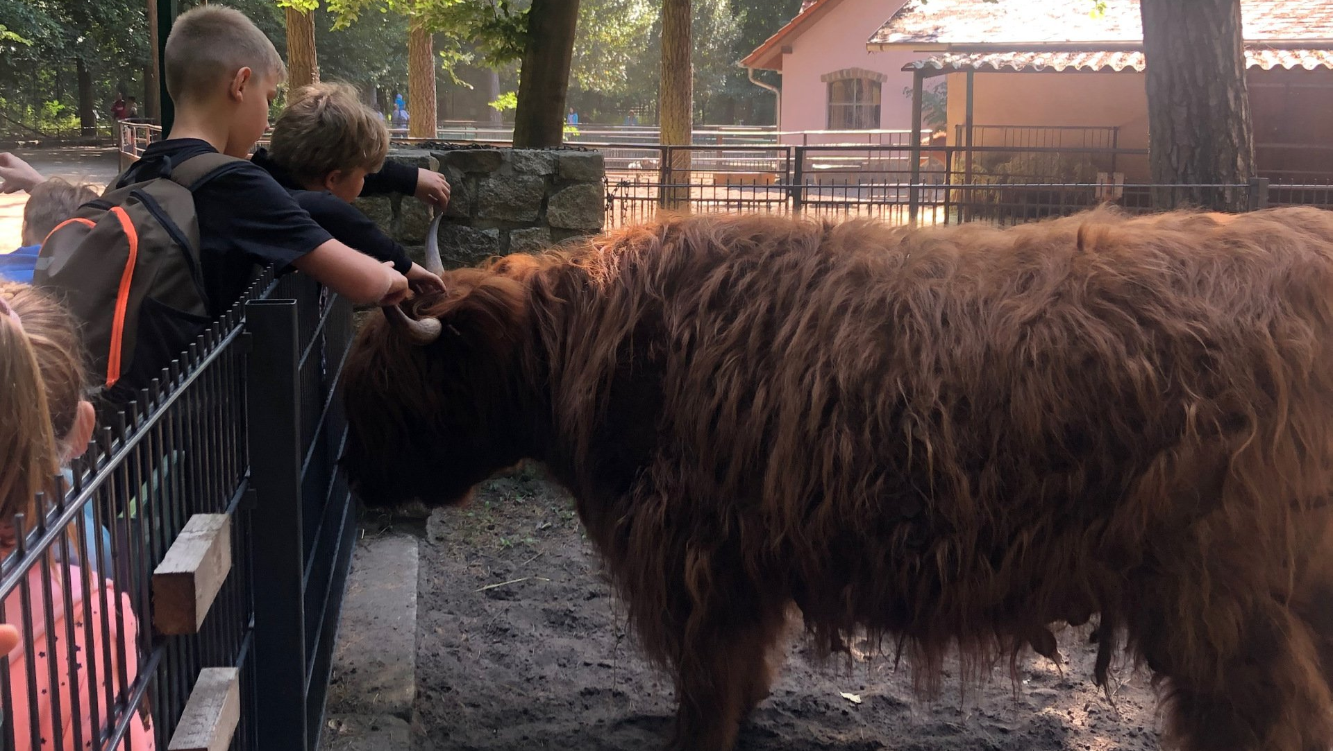 Zwei Schüler streicheln ein Rind.