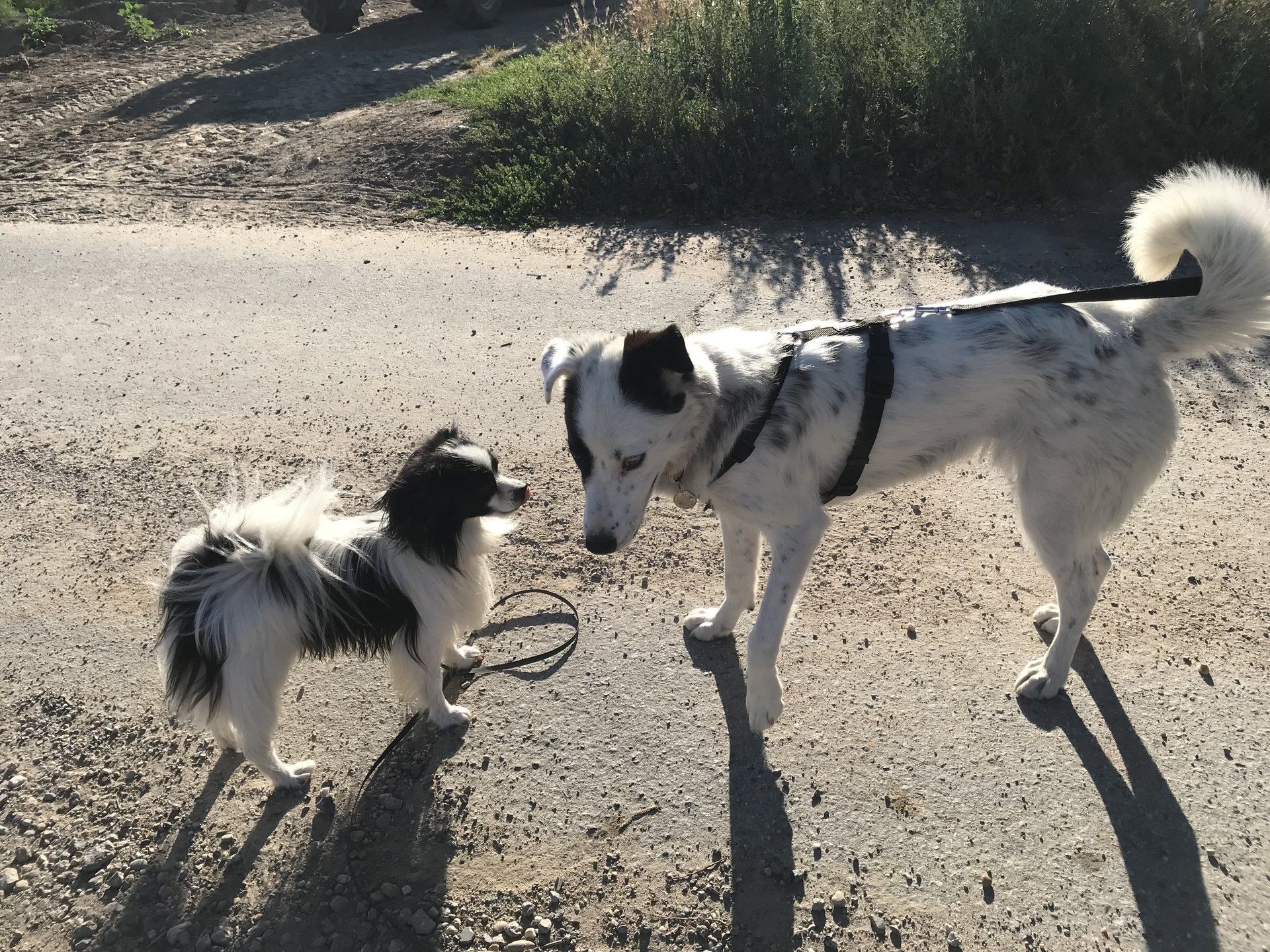 Hunde schwarz weiß treffen sich