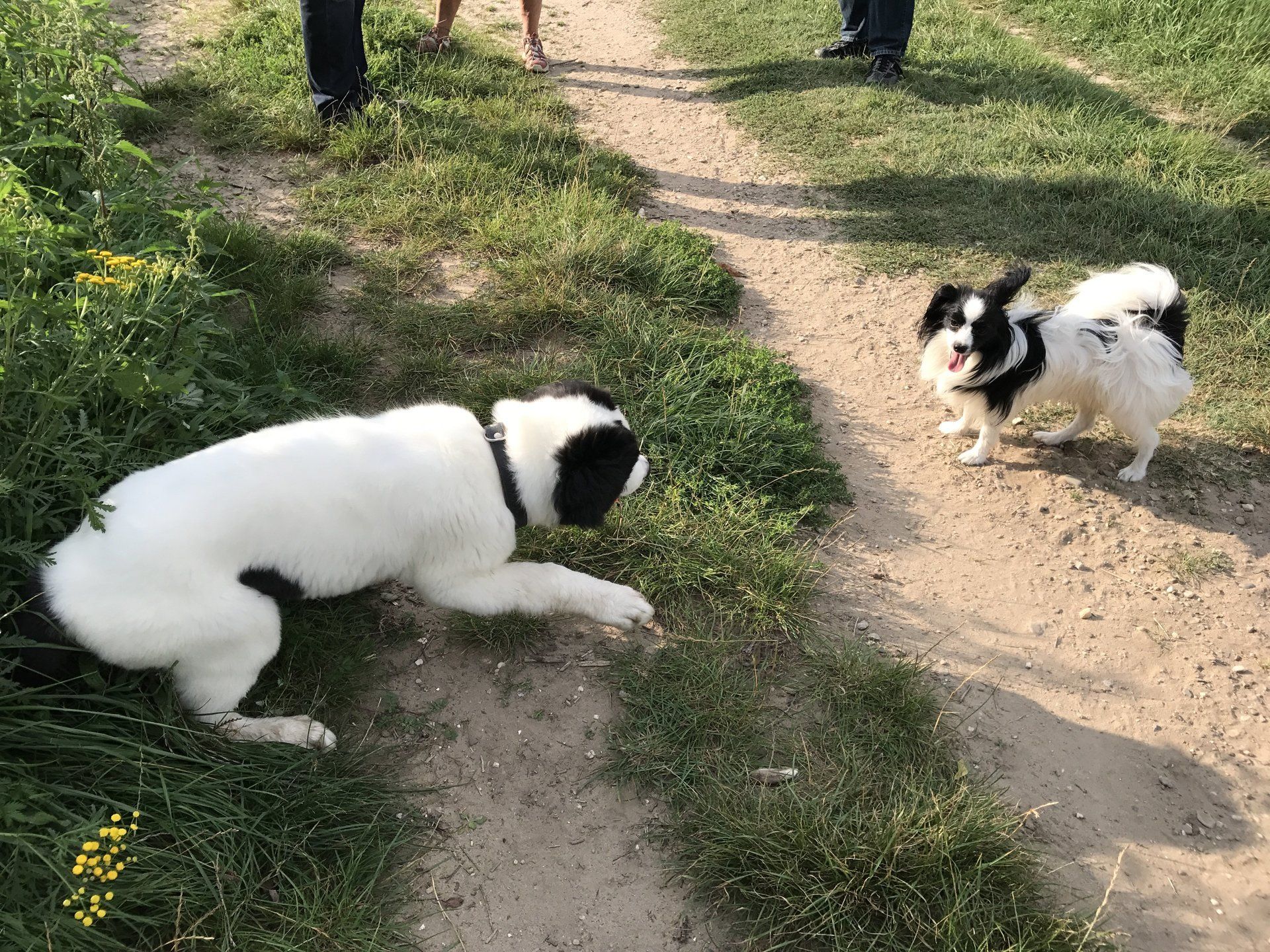 Landseer-Welpe trifft Papillon