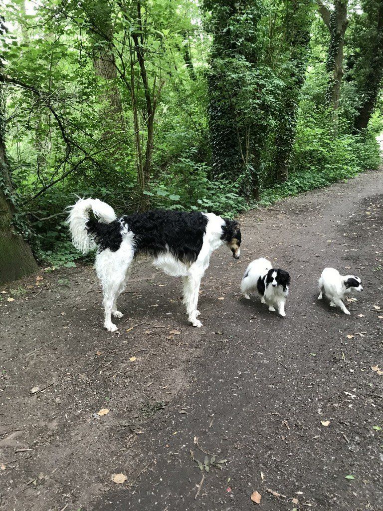 Russischer Windhund - Barsoi - trifft Papillon & Mix