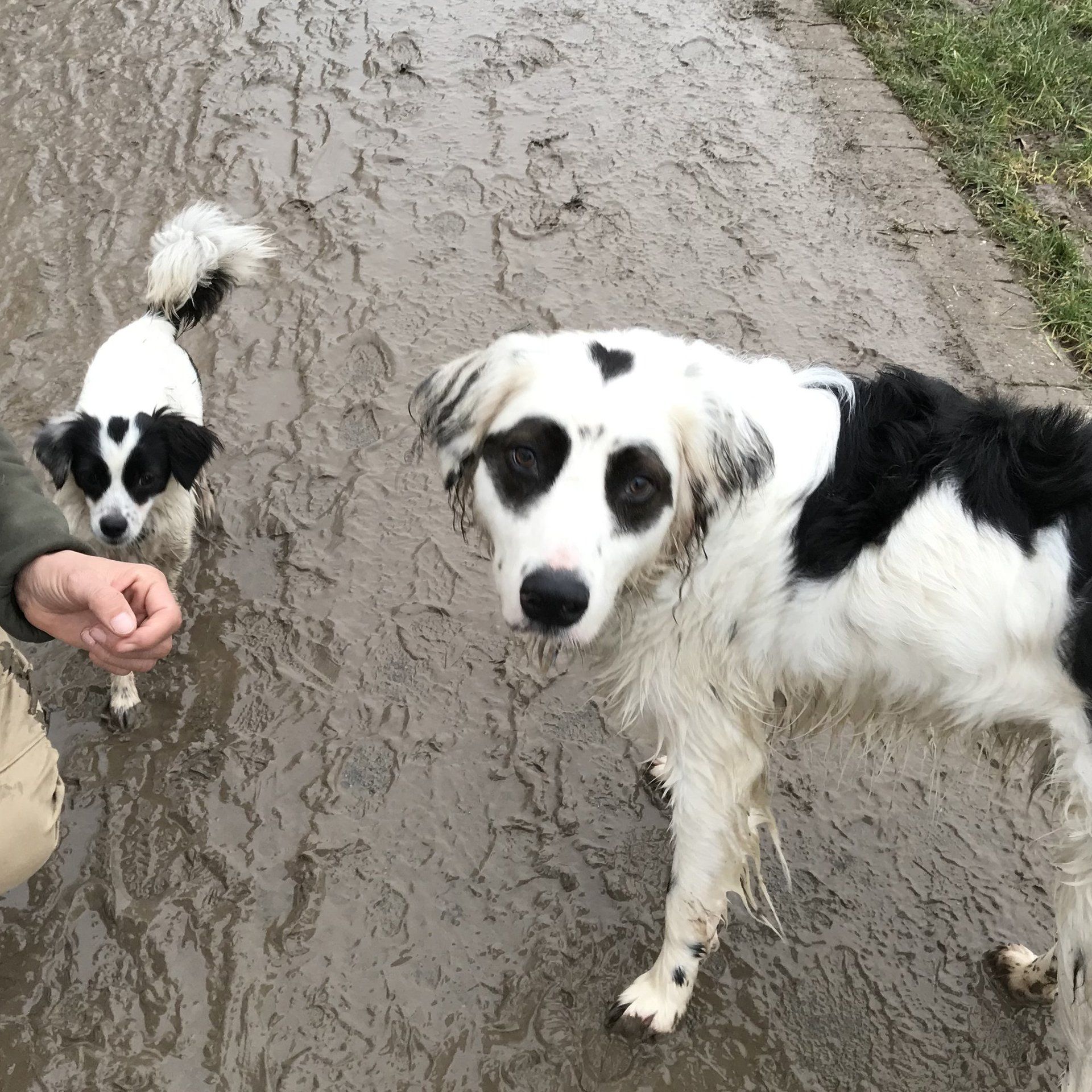 Zwei schwarz-weiße Hunde mit schwarzem Stirnfleck treffen sich