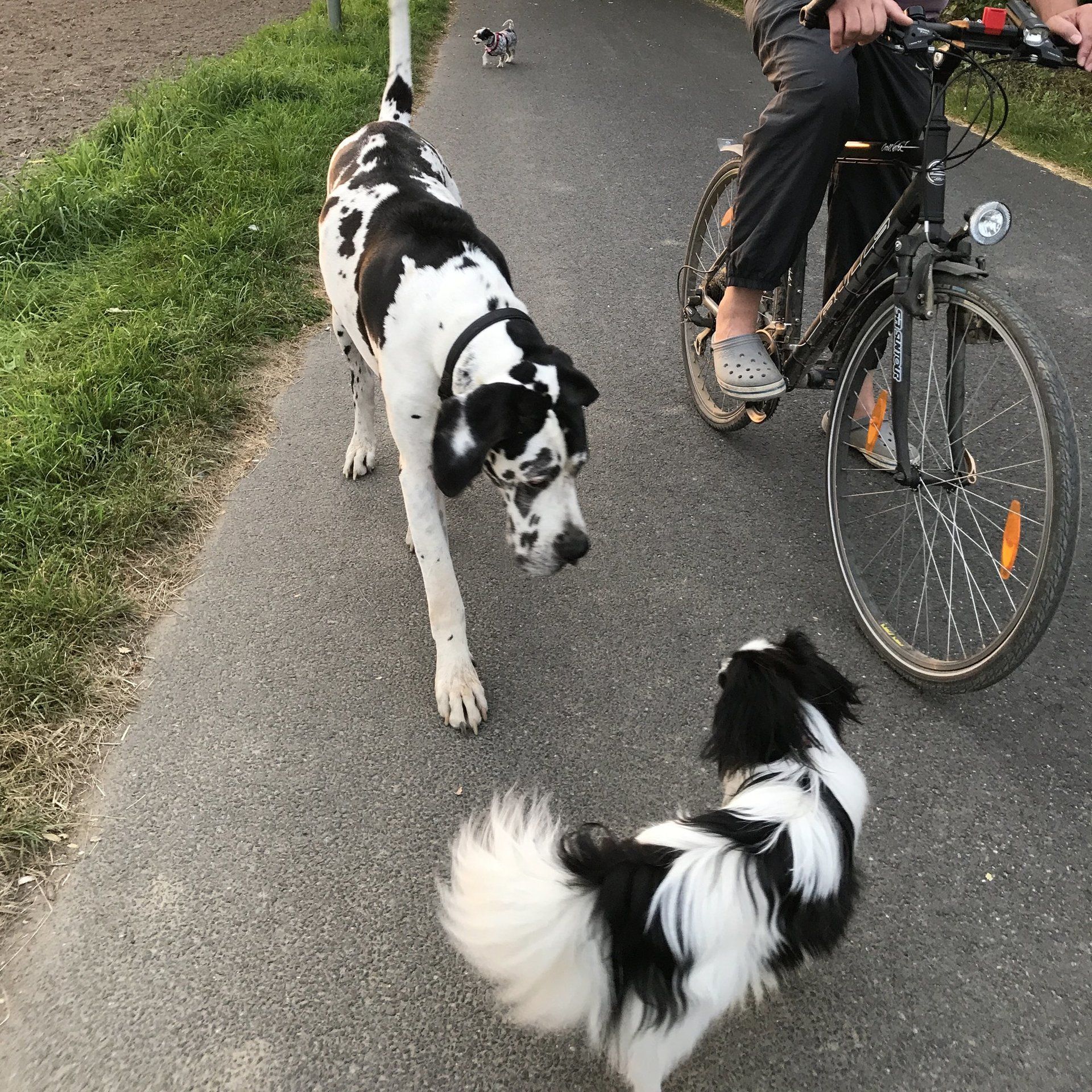 Schwarz-weiße Dogge trifft schwarz-weißen Papillon