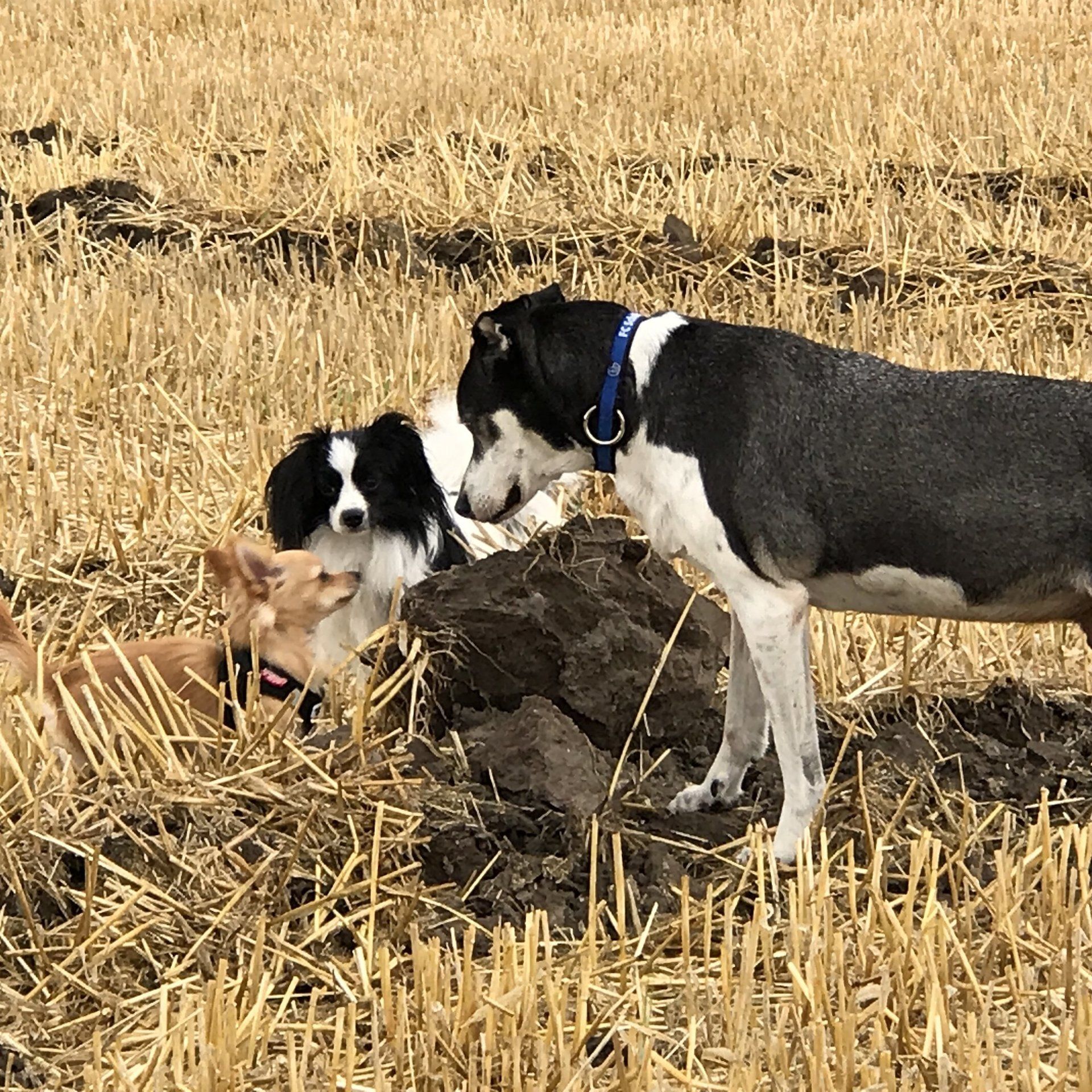 Drei Hunde treffen sich auf abgemähtem Kornfeld