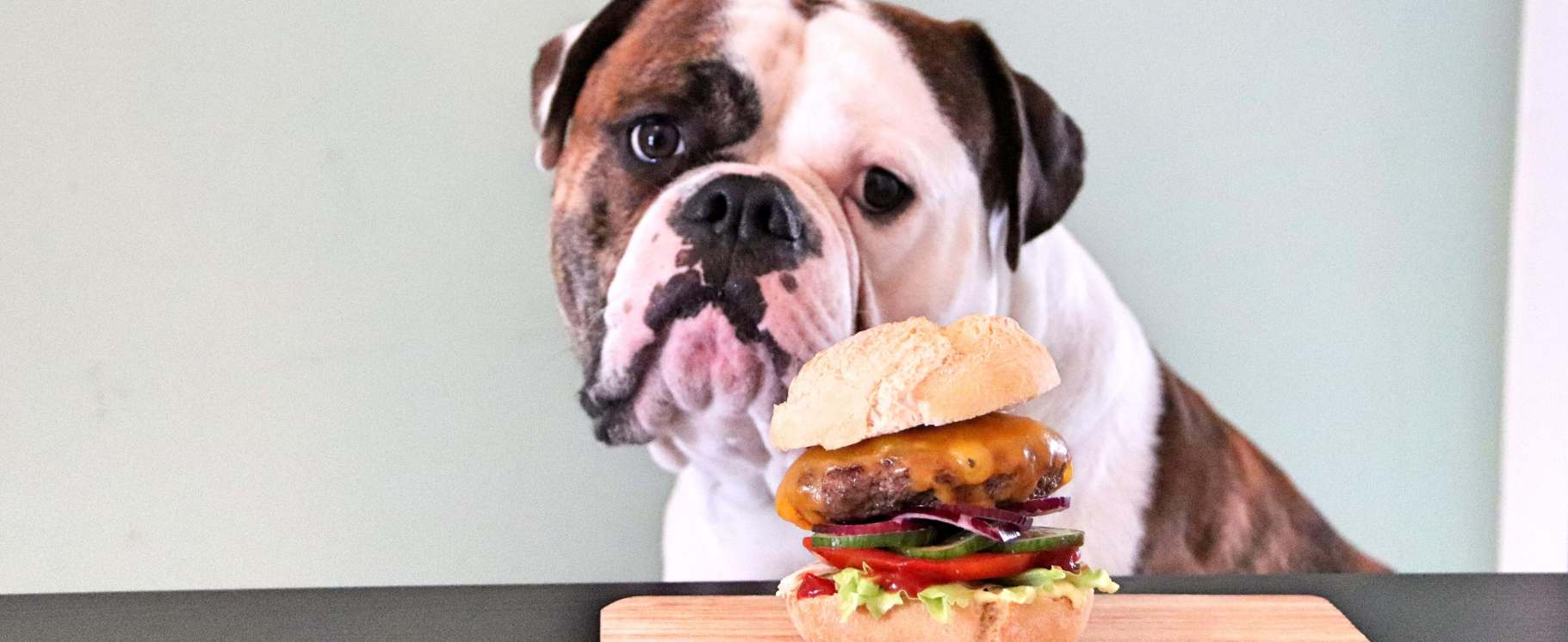 Hund mit Burger