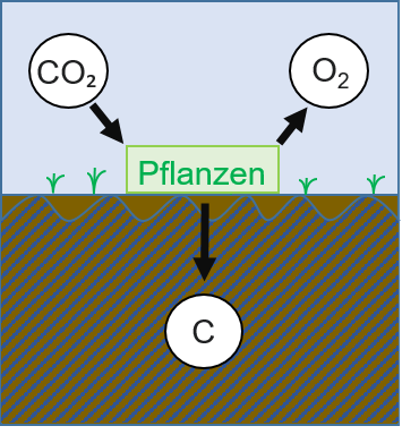 Eine Gafik die zeigt, dass in einem nassen Moor das CO2 aus der Luft genommen wird und den Kohlenstoff im Boden speichert.