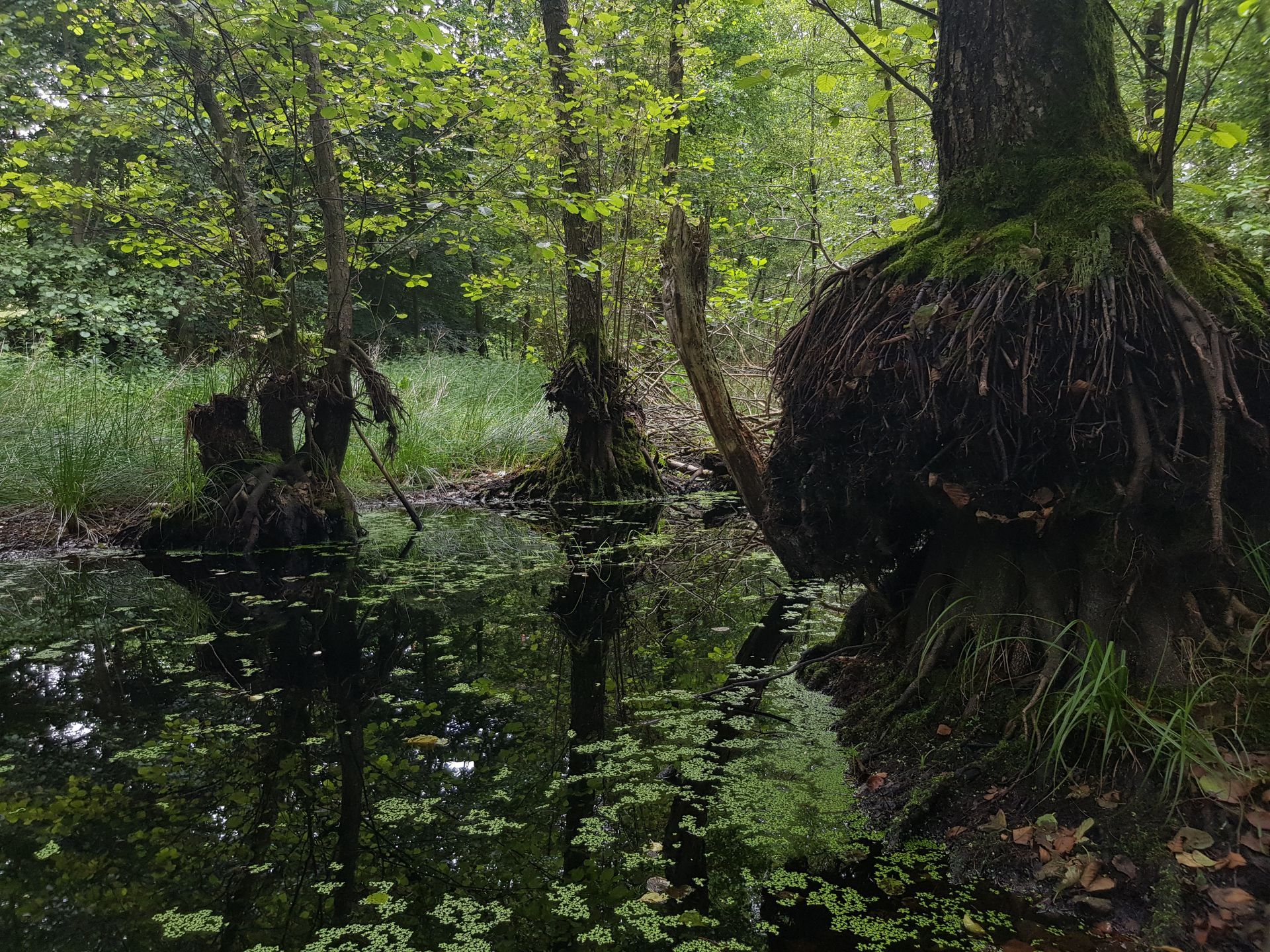 Freiliegende Erlenbulte