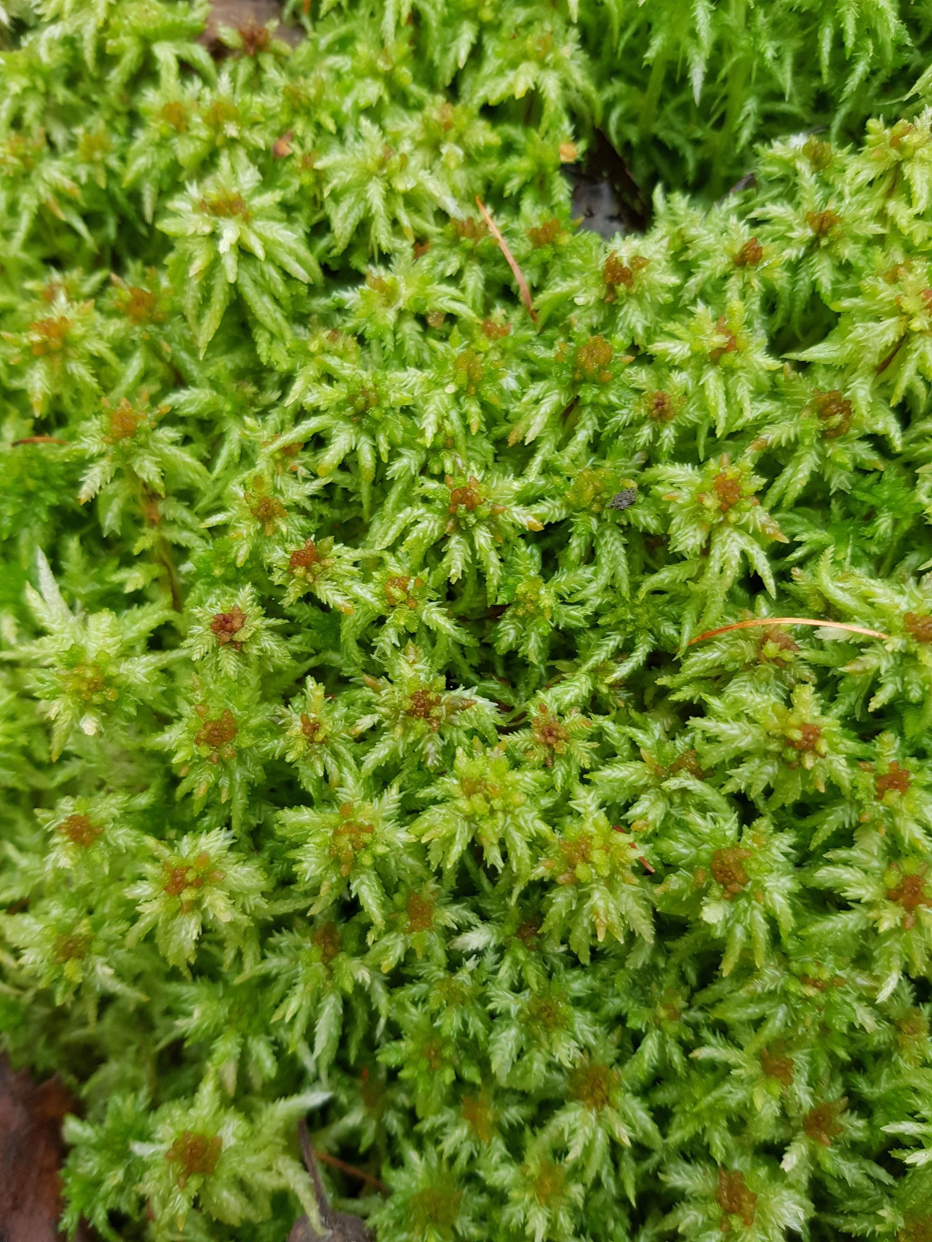 Grünes, gesundes Torfmoos