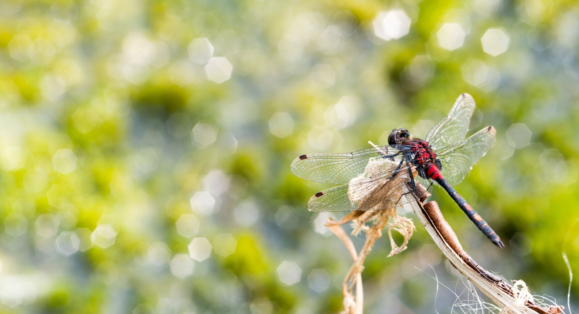 Libelle: Die kleine Moosungfer