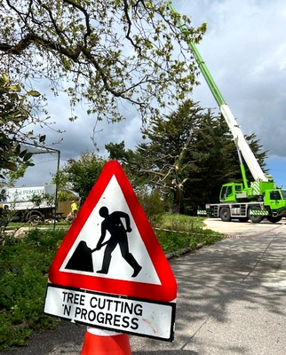 Tree removal Dorset using crane, commercial tree removal