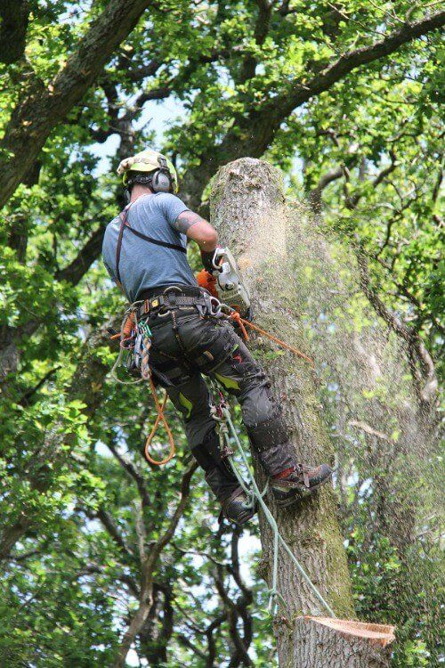 Tree Surgeon felling large tree with chainsaw in Dorset