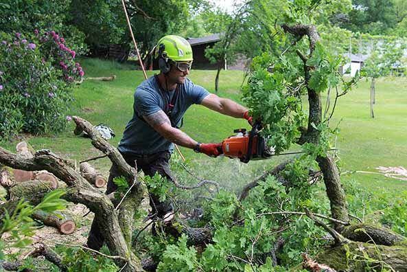 Tree Surgeon groundwork in Dorset