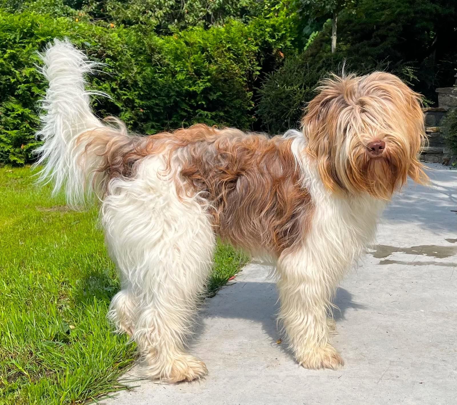 Schapendoes Deckrüde