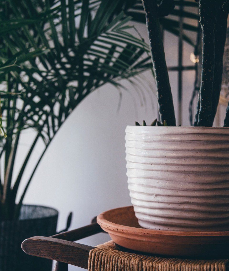 Pot plants