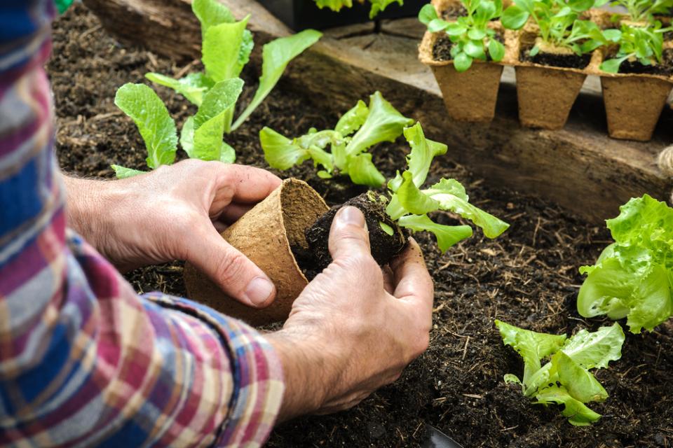 Man planting plants