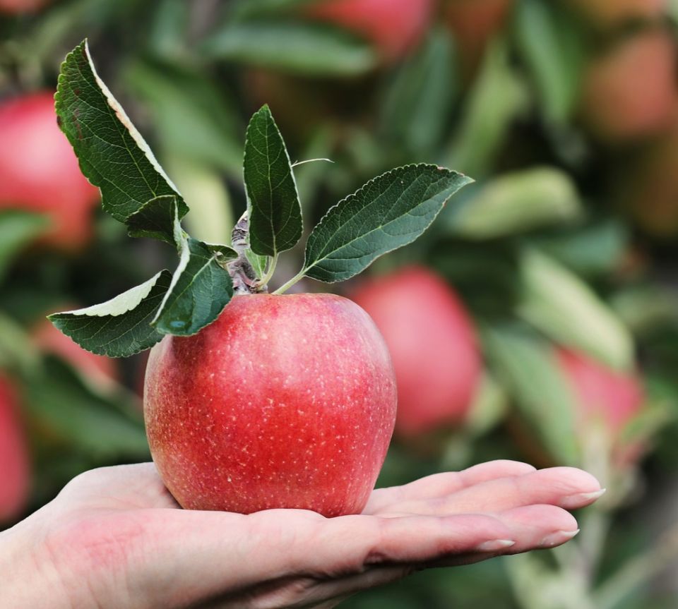 Apples