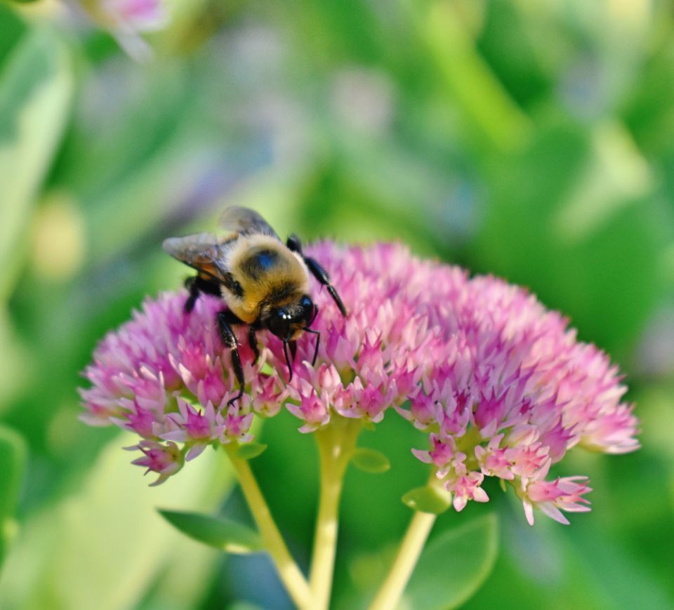 Bee on flower