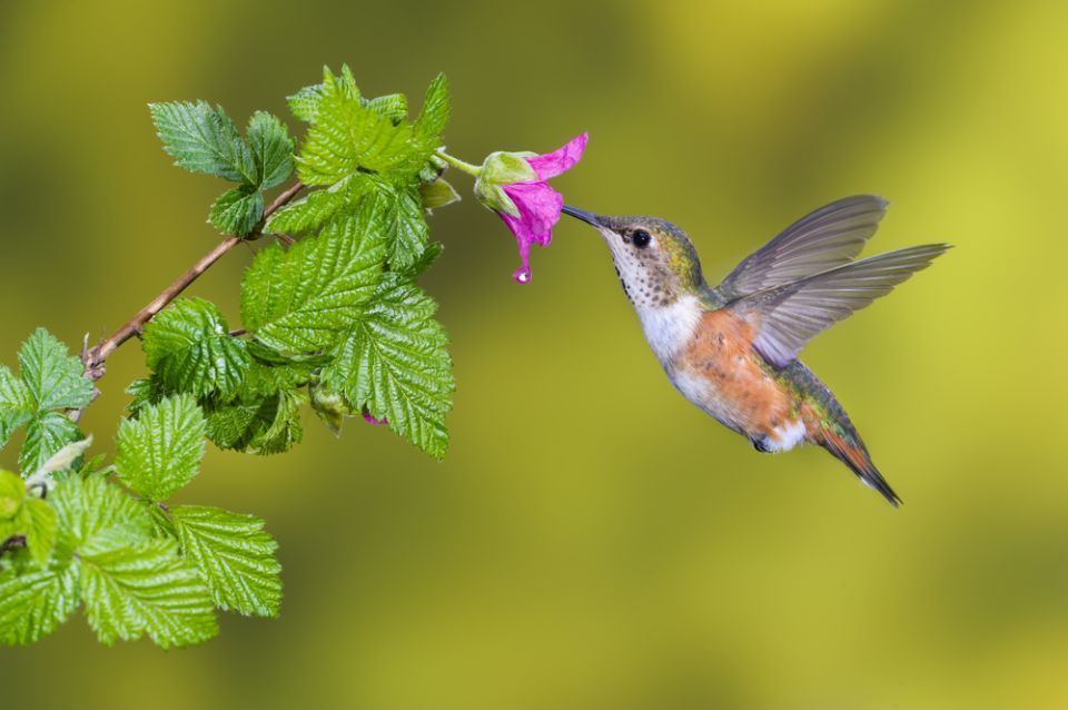 Bird