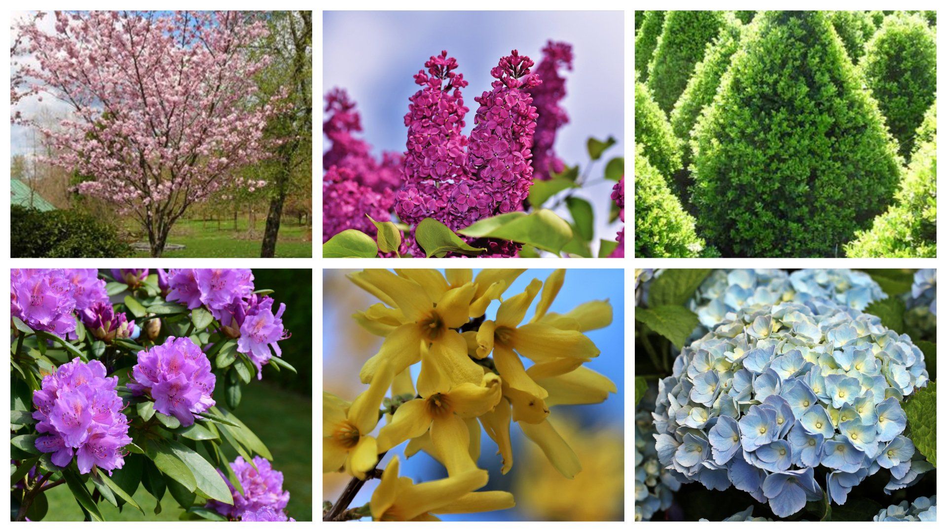 trees and shrubs