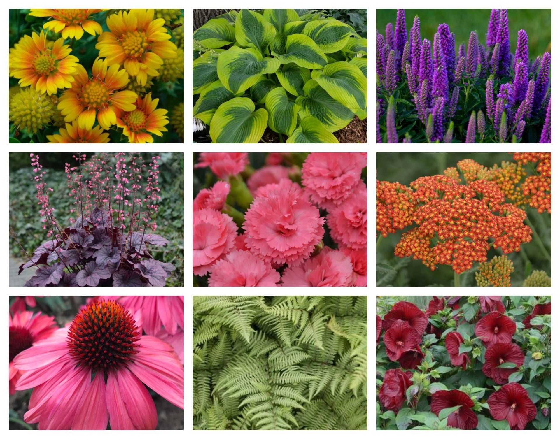 perennials